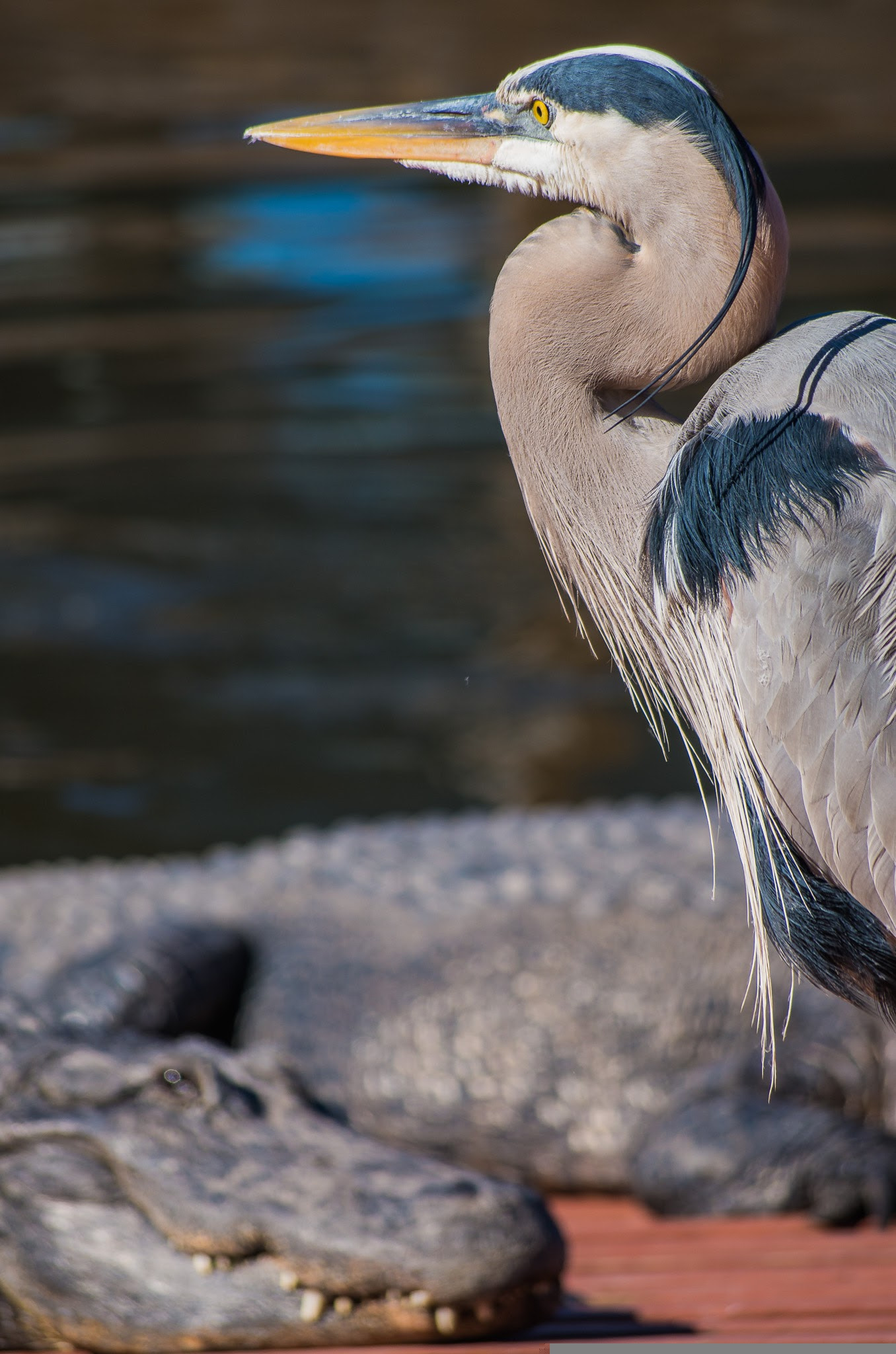 smc PENTAX-DA L 50-200mm F4-5.6 ED sample photo. 20160125-imgp4151.jpg photography