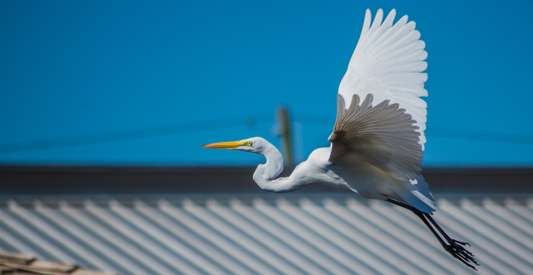 Pentax K-5 II + smc PENTAX-DA L 50-200mm F4-5.6 ED sample photo. 20160125-imgp4212.jpg photography