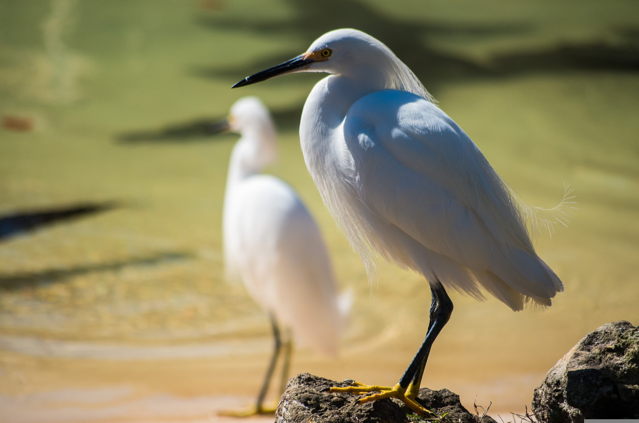 smc PENTAX-DA L 50-200mm F4-5.6 ED sample photo. Floirda birds photography