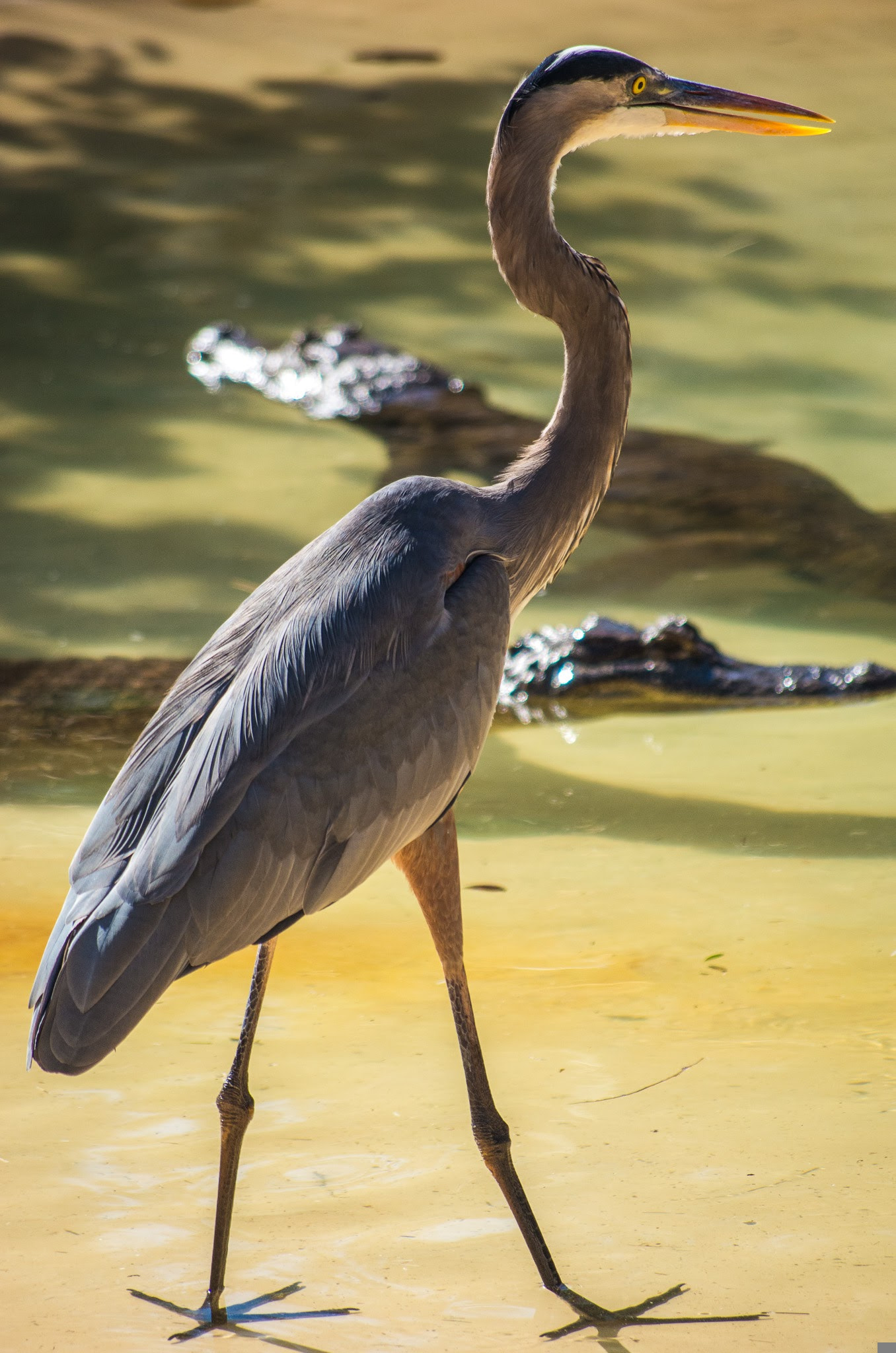 Pentax K-5 II + smc PENTAX-DA L 50-200mm F4-5.6 ED sample photo. Blue heron photography