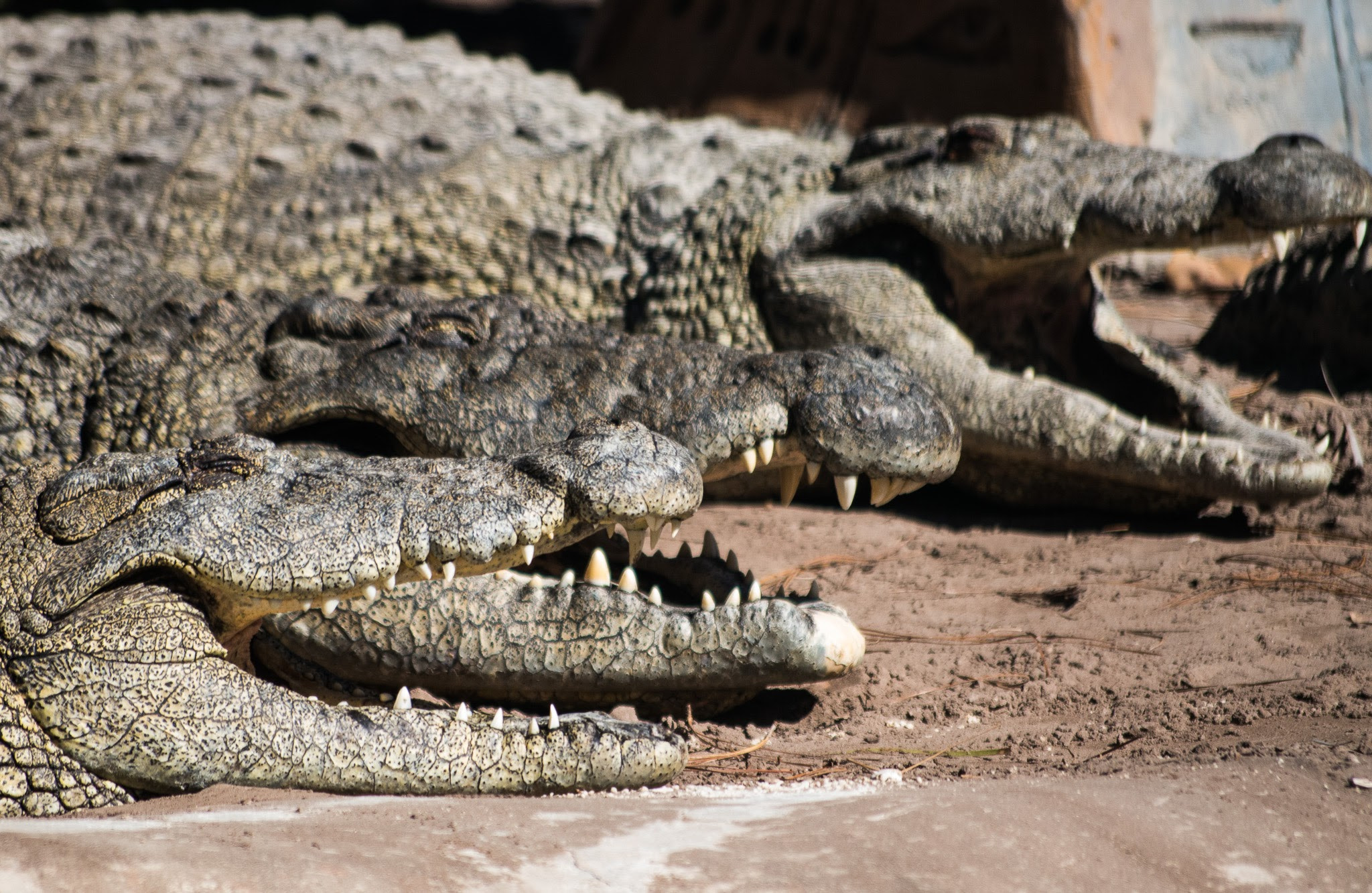 smc PENTAX-DA L 50-200mm F4-5.6 ED sample photo. 3 very hungry crocs... photography