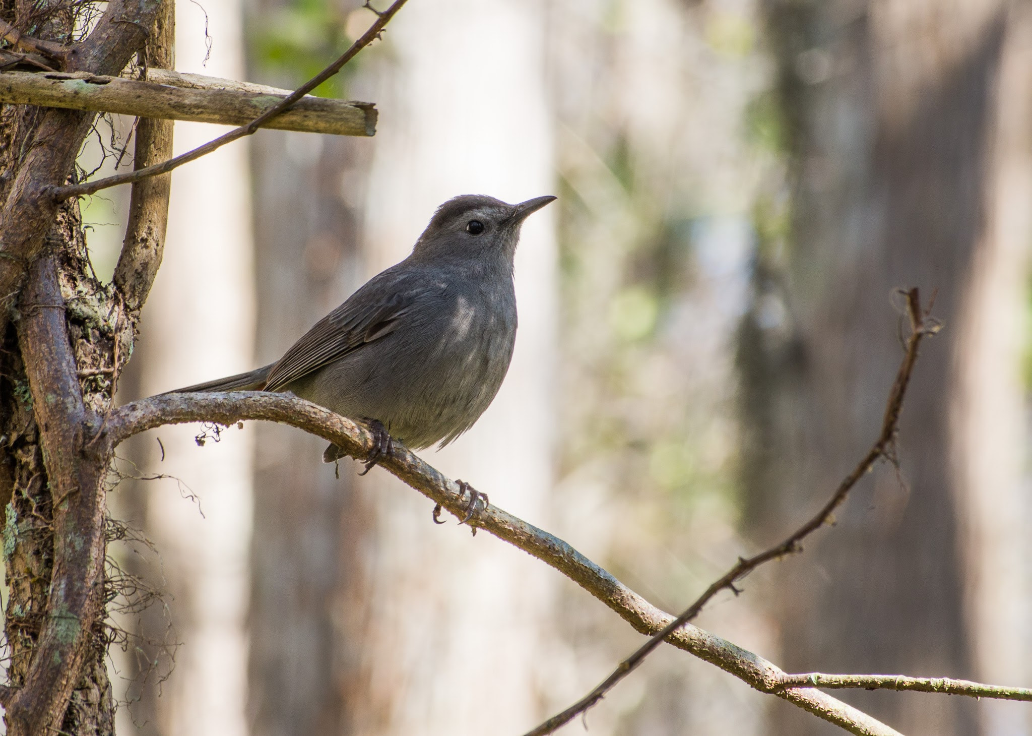 smc PENTAX-DA L 50-200mm F4-5.6 ED sample photo. 20160125-imgp4324.jpg photography