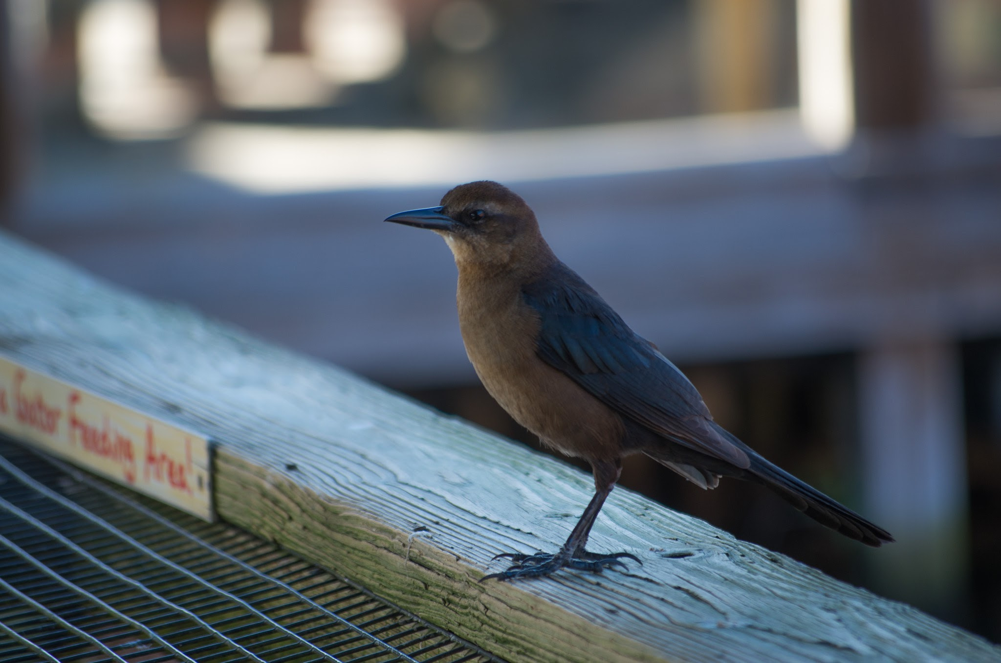 smc PENTAX-DA L 50-200mm F4-5.6 ED sample photo. 20160125-imgp4362.jpg photography