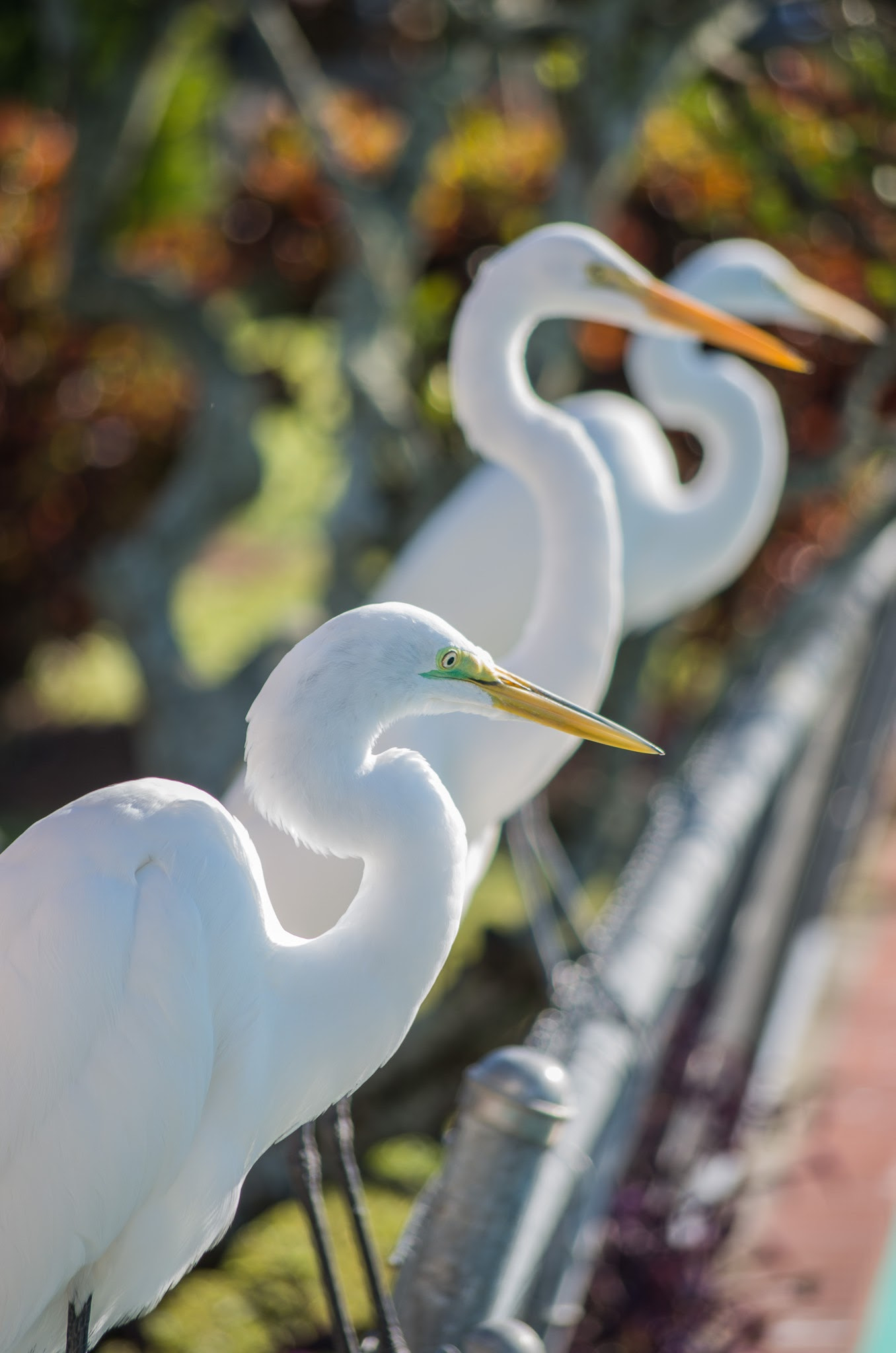 smc PENTAX-DA L 50-200mm F4-5.6 ED sample photo. Florida birds photography