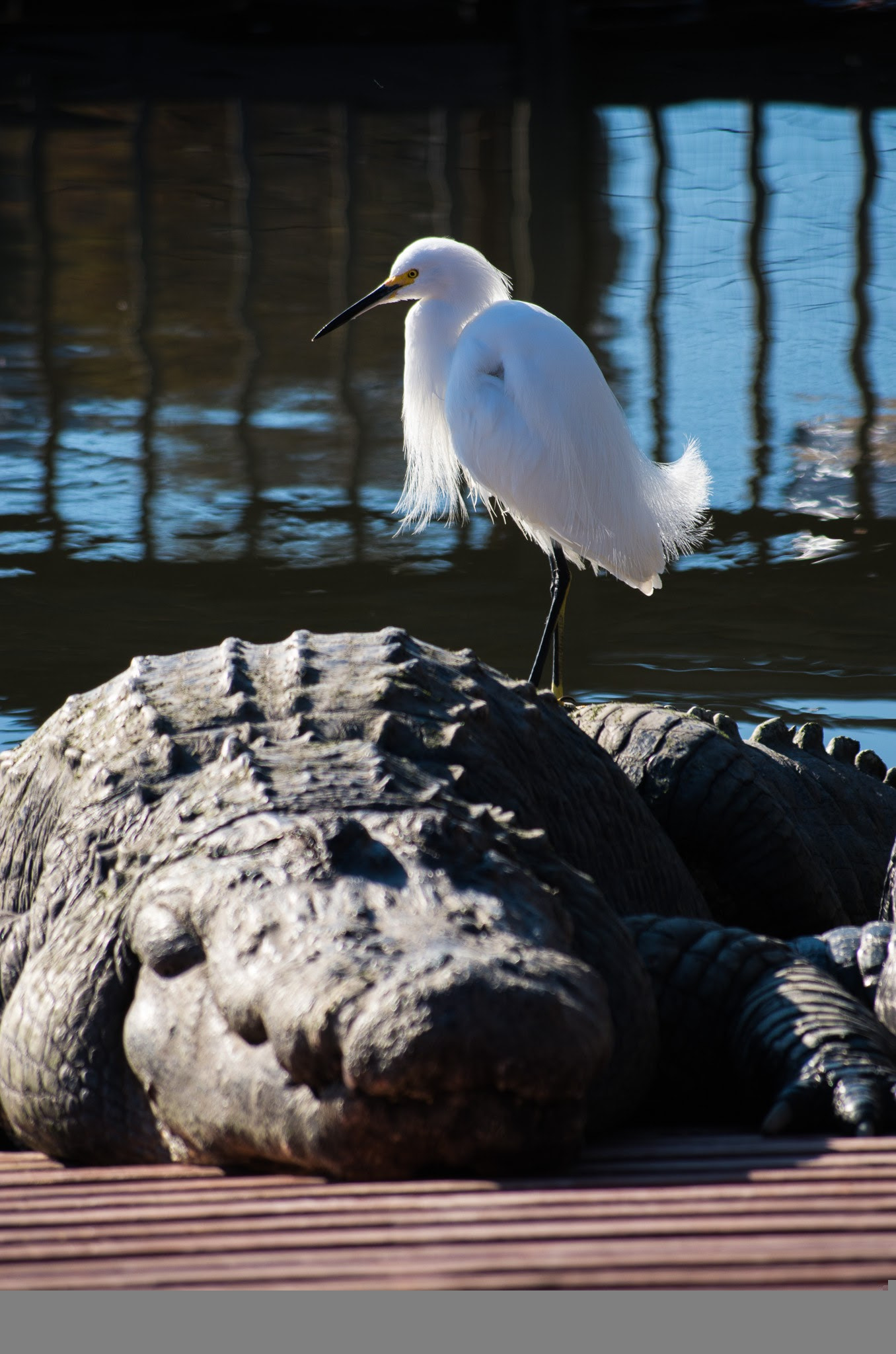 Pentax K-5 II + smc PENTAX-DA L 50-200mm F4-5.6 ED sample photo. Gators and birds photography