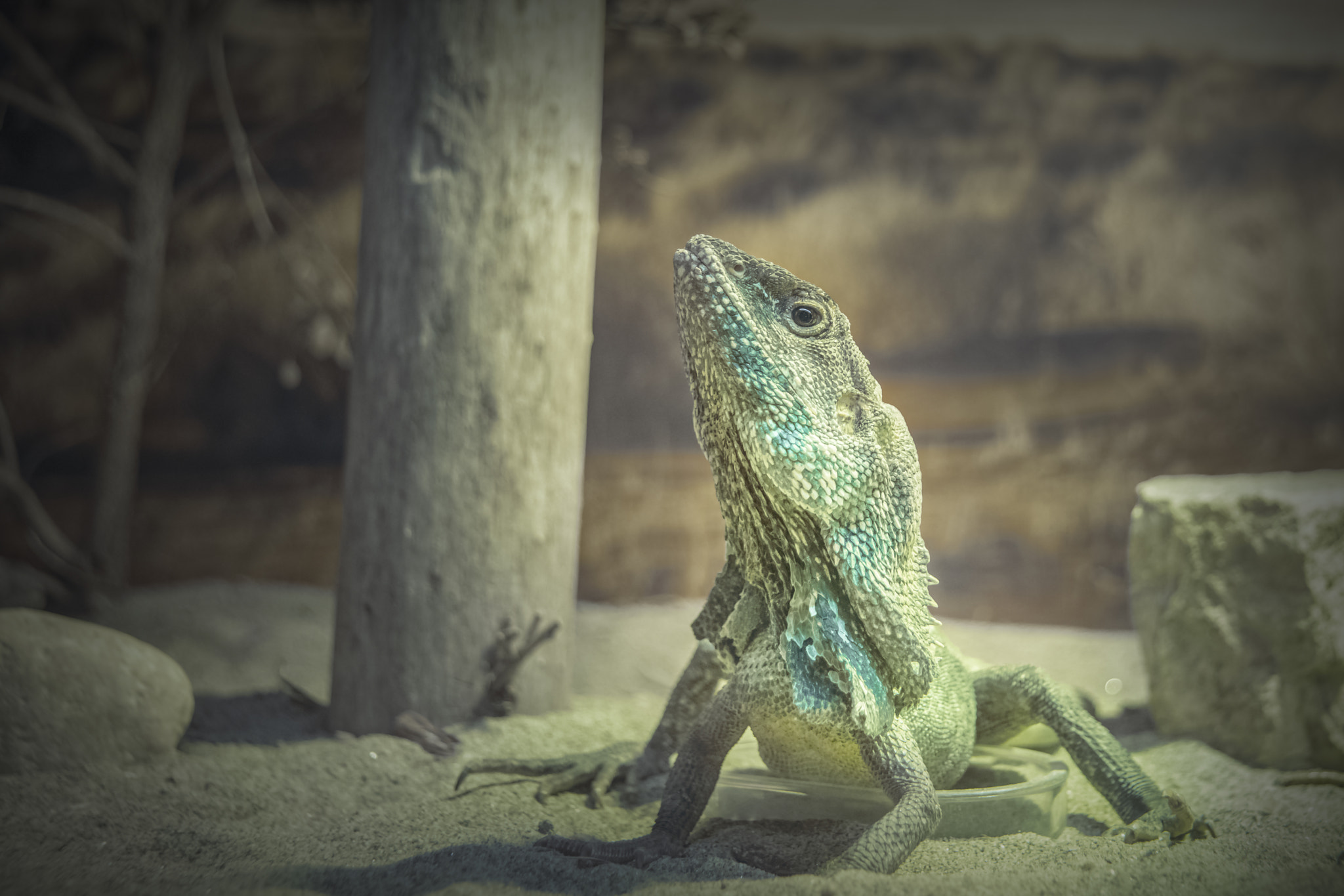 AF Zoom-Nikkor 24-120mm f/3.5-5.6D IF sample photo. Little dragon photography