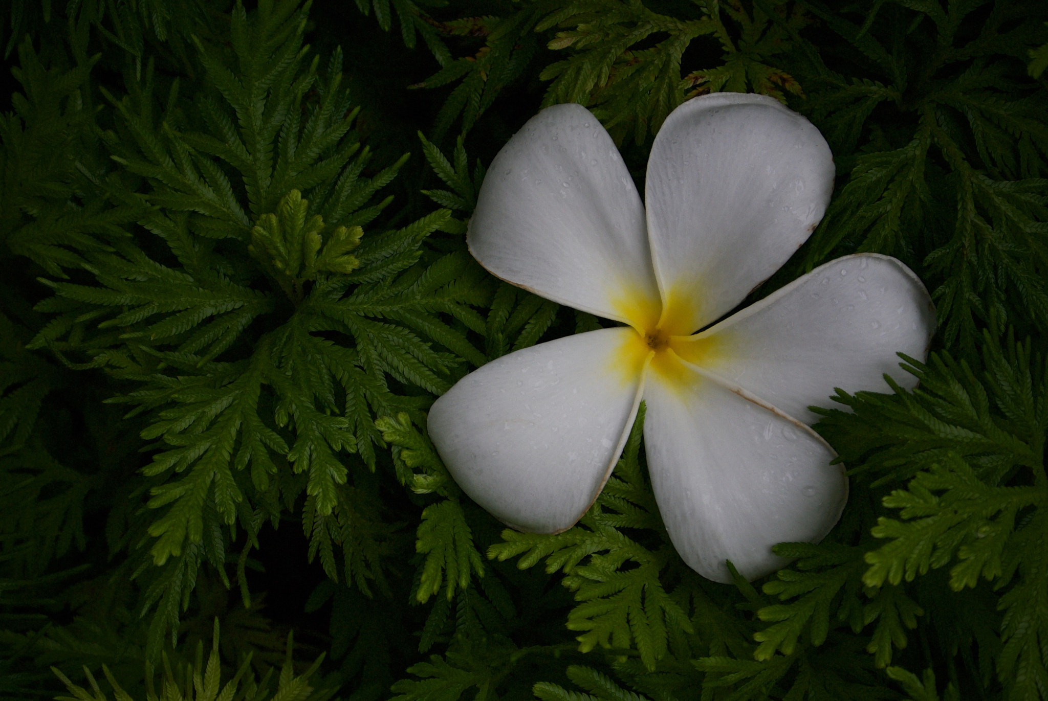 Nikon 1 J2 sample photo. Fallen frangipani photography