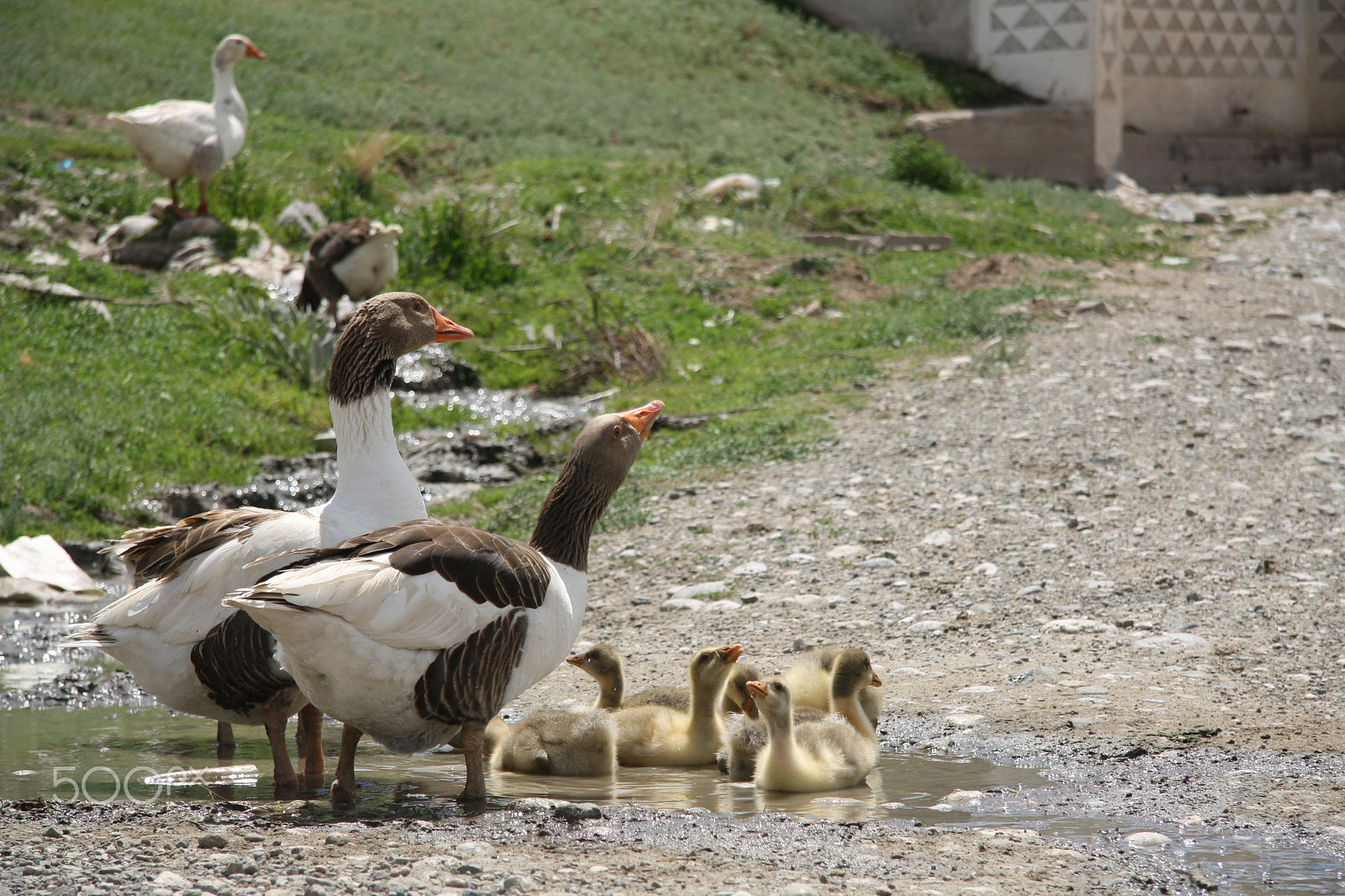 Canon EF-S 17-85mm F4-5.6 IS USM sample photo. Power of love (family) photography