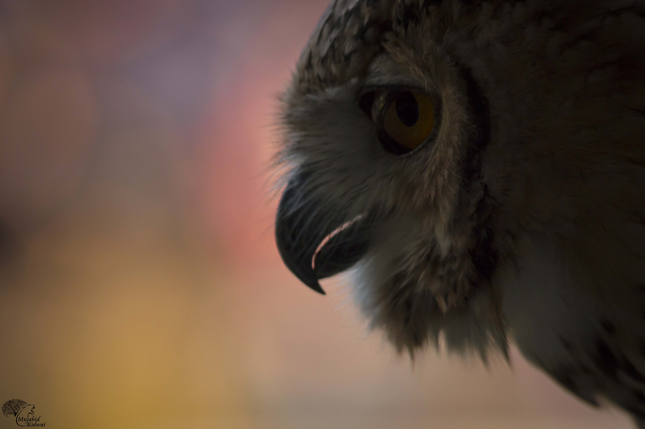 Sigma 150-500mm F5-6.3 DG OS HSM sample photo. Bird of prey photography