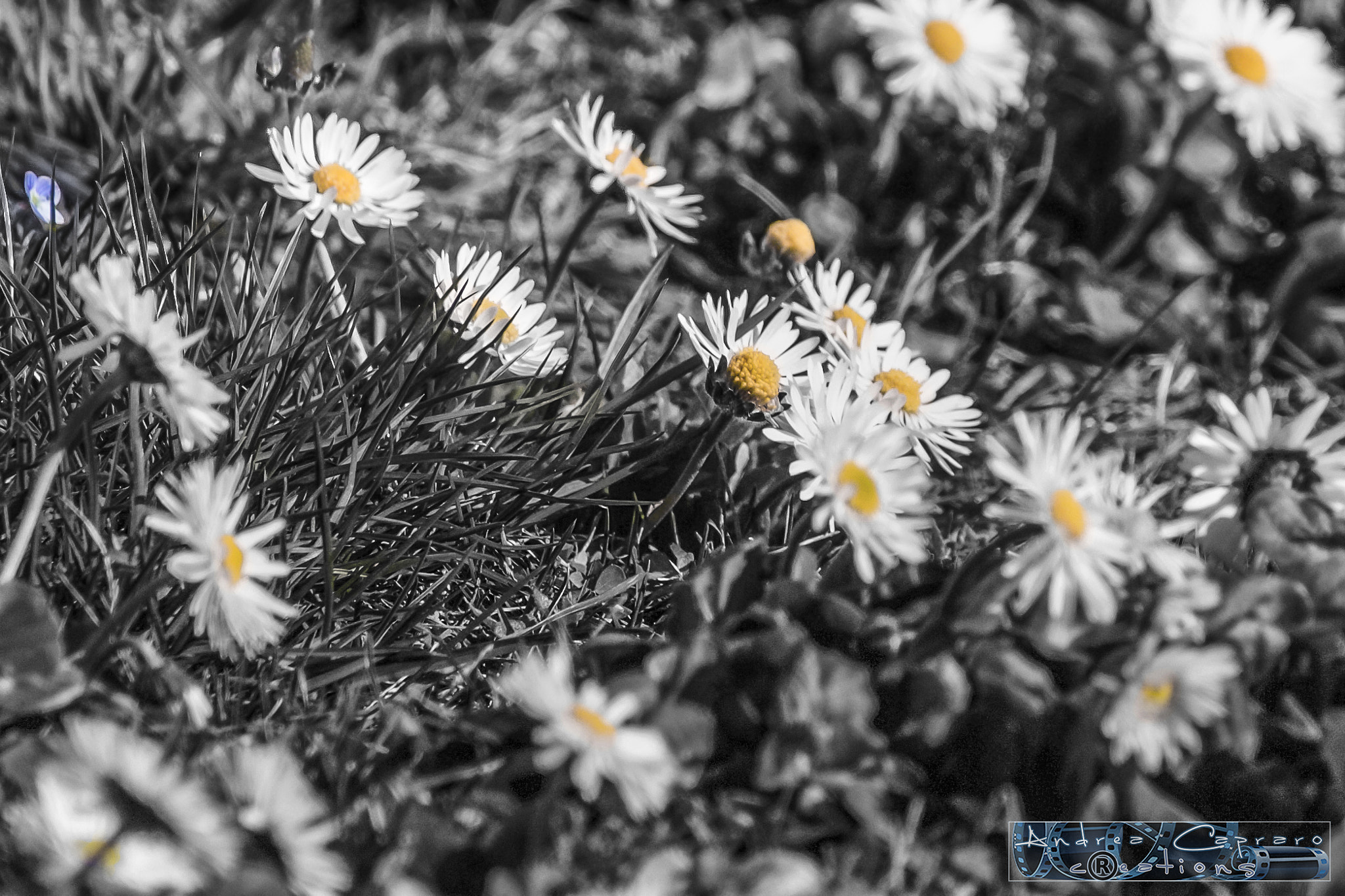 Sigma 150-600mm F5-6.3 DG OS HSM | C sample photo. Secret garden. photography