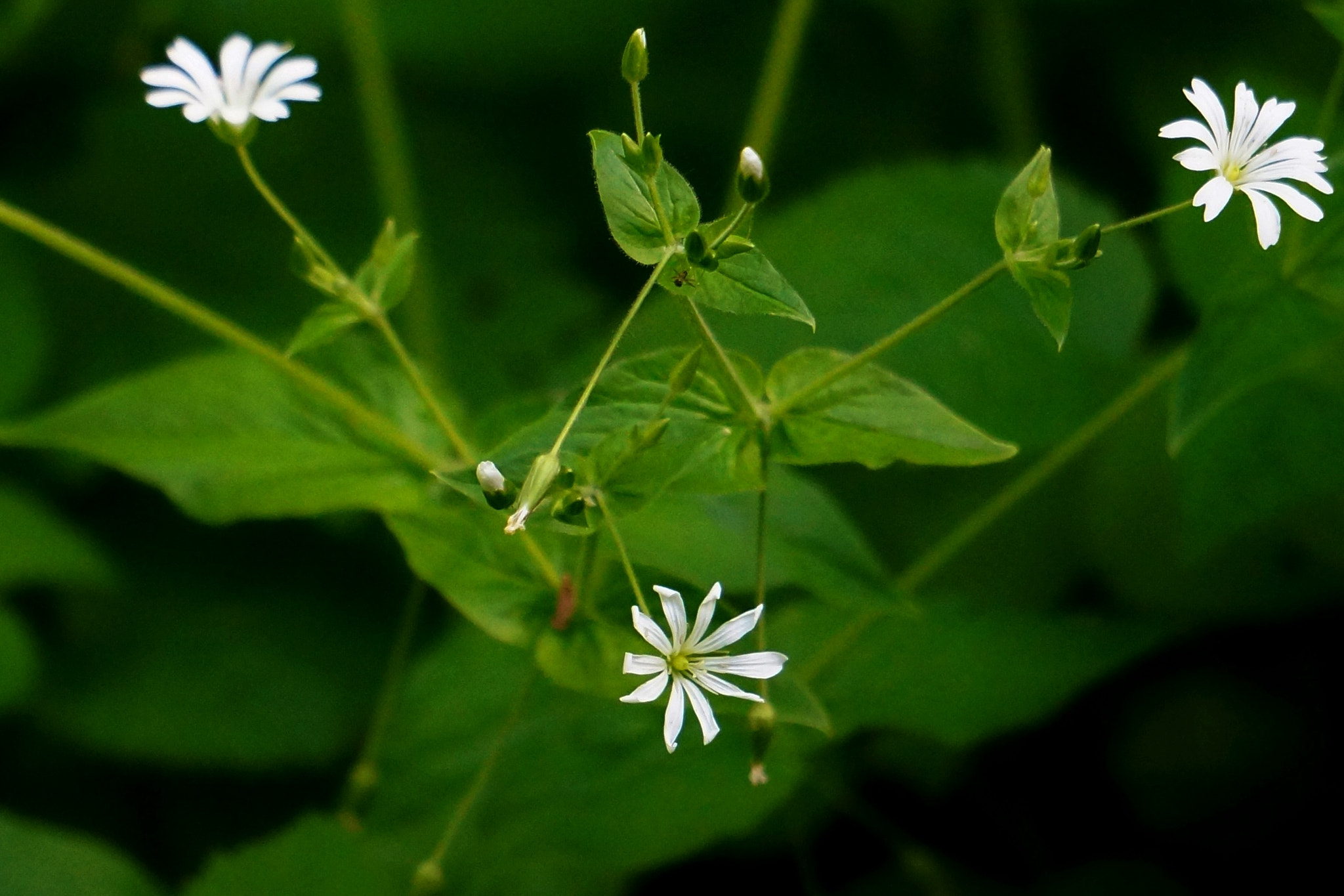 Sony FE 24-240mm F3.5-6.3 OSS sample photo. Inconspicuous flowers photography