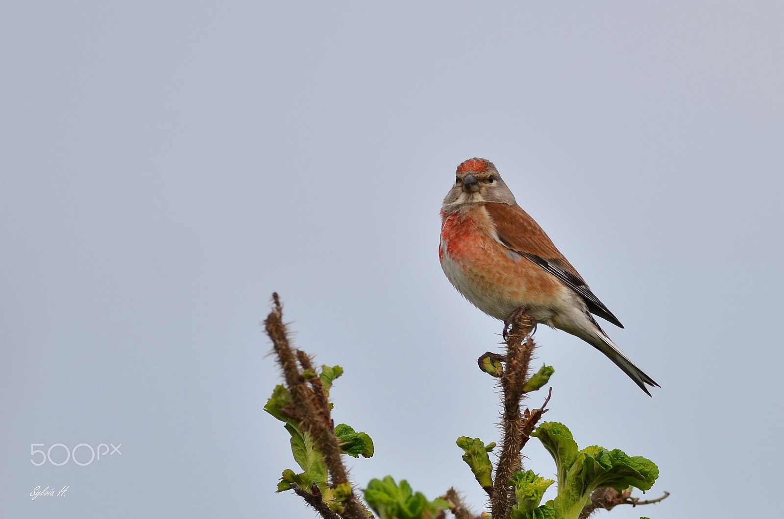 Nikon AF-S Nikkor 300mm F2.8G ED VR II sample photo. Common linnet photography