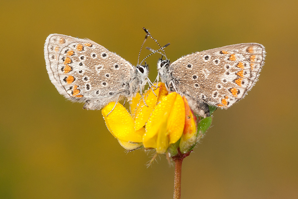 Sony Alpha DSLR-A700 + Tamron SP AF 90mm F2.8 Di Macro sample photo. Two wet butterflies! photography