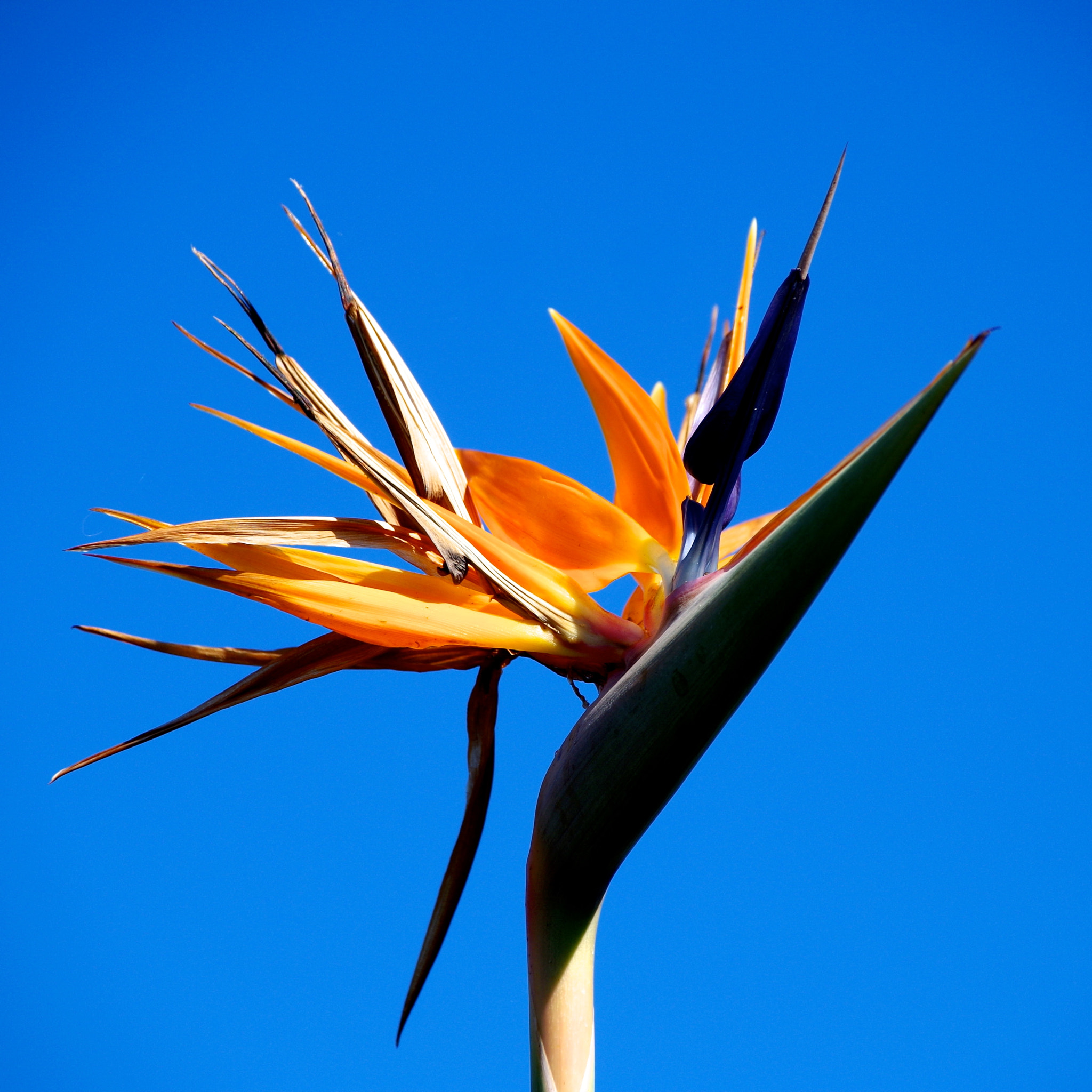 Pentax K-50 + Sigma 18-250mm F3.5-6.3 DC Macro OS HSM sample photo. Strelitzia photography