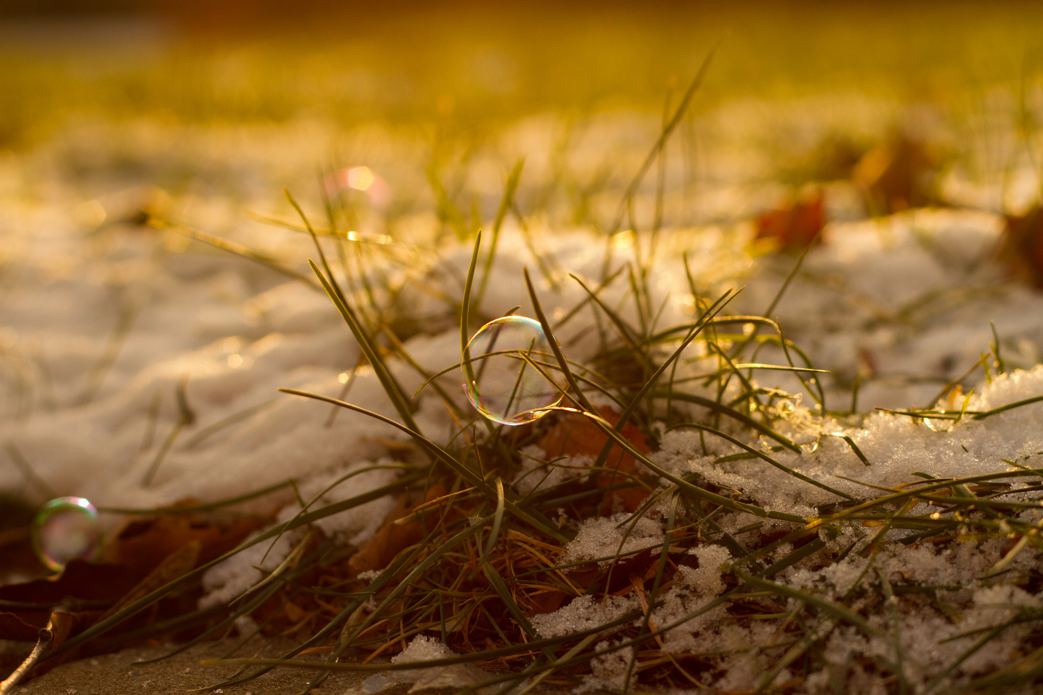 Canon EOS 7D + Canon EF 50mm f/1.8 sample photo. Bobbel photography