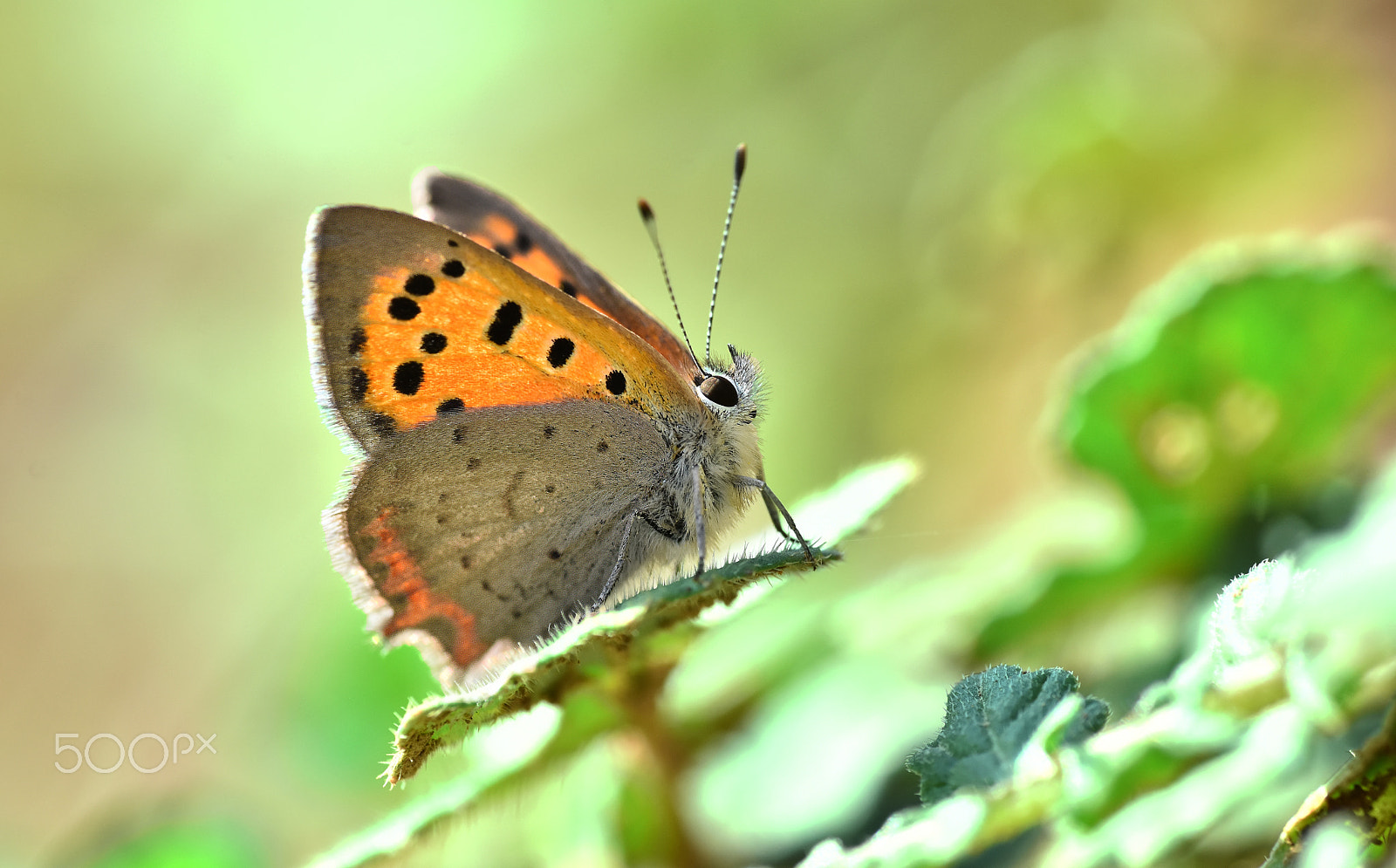 Nikon AF-S Nikkor 400mm F2.8D ED-IF II sample photo. Lycaena phlaeas photography