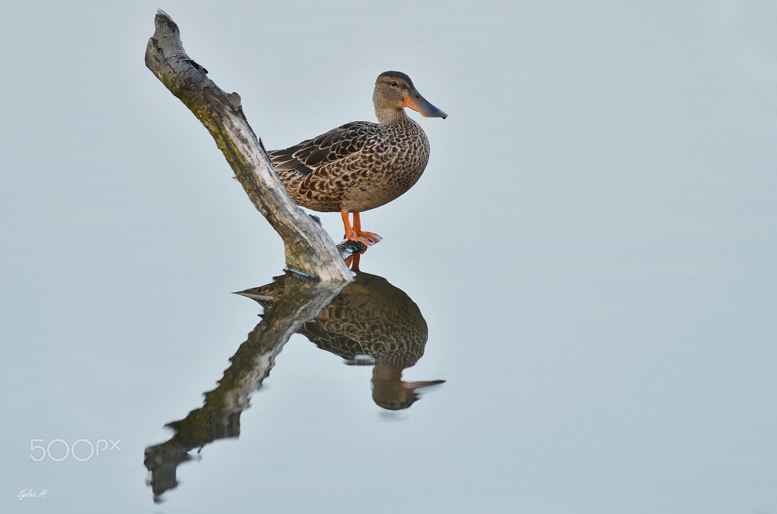 Nikon AF-S Nikkor 300mm F2.8G ED VR II sample photo. Shoveler photography