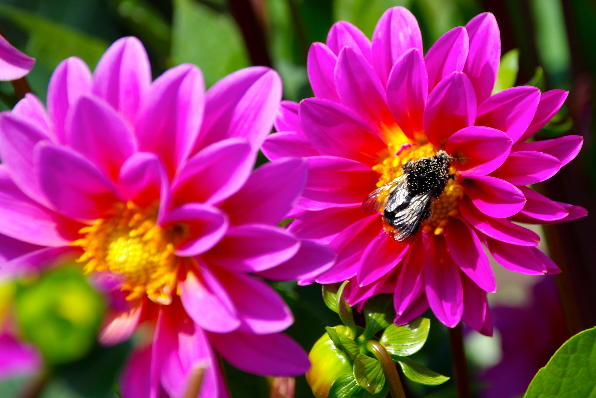 Pentax K-50 + Sigma 18-250mm F3.5-6.3 DC Macro OS HSM sample photo. Dahlias and bees photography
