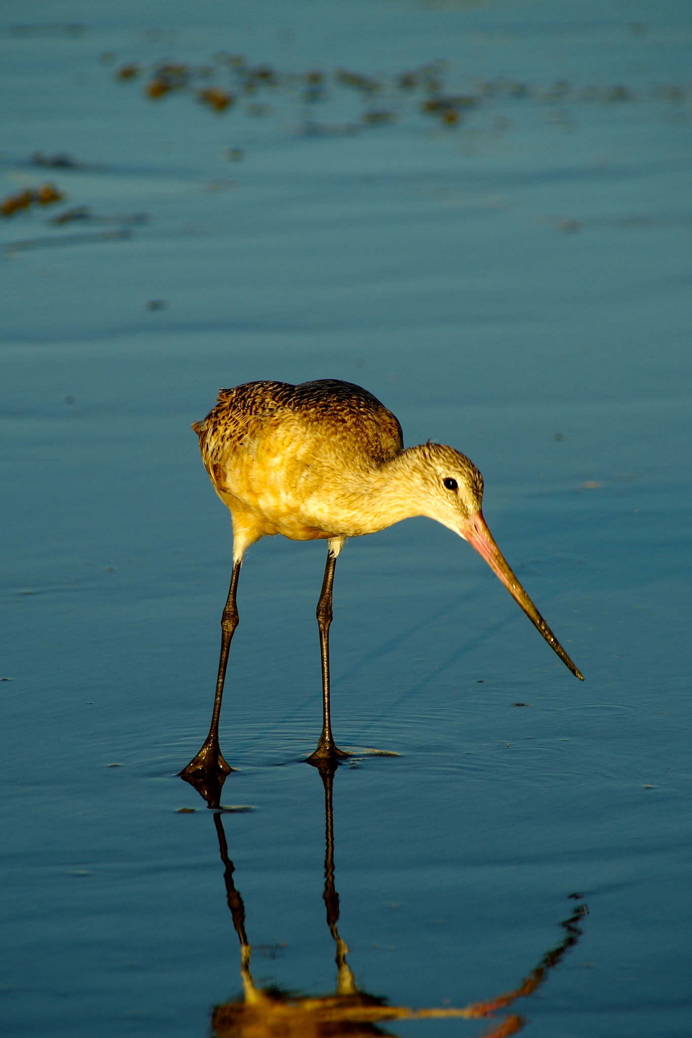 Pentax K-50 + Sigma 18-250mm F3.5-6.3 DC Macro OS HSM sample photo. Seabird - sunset photography