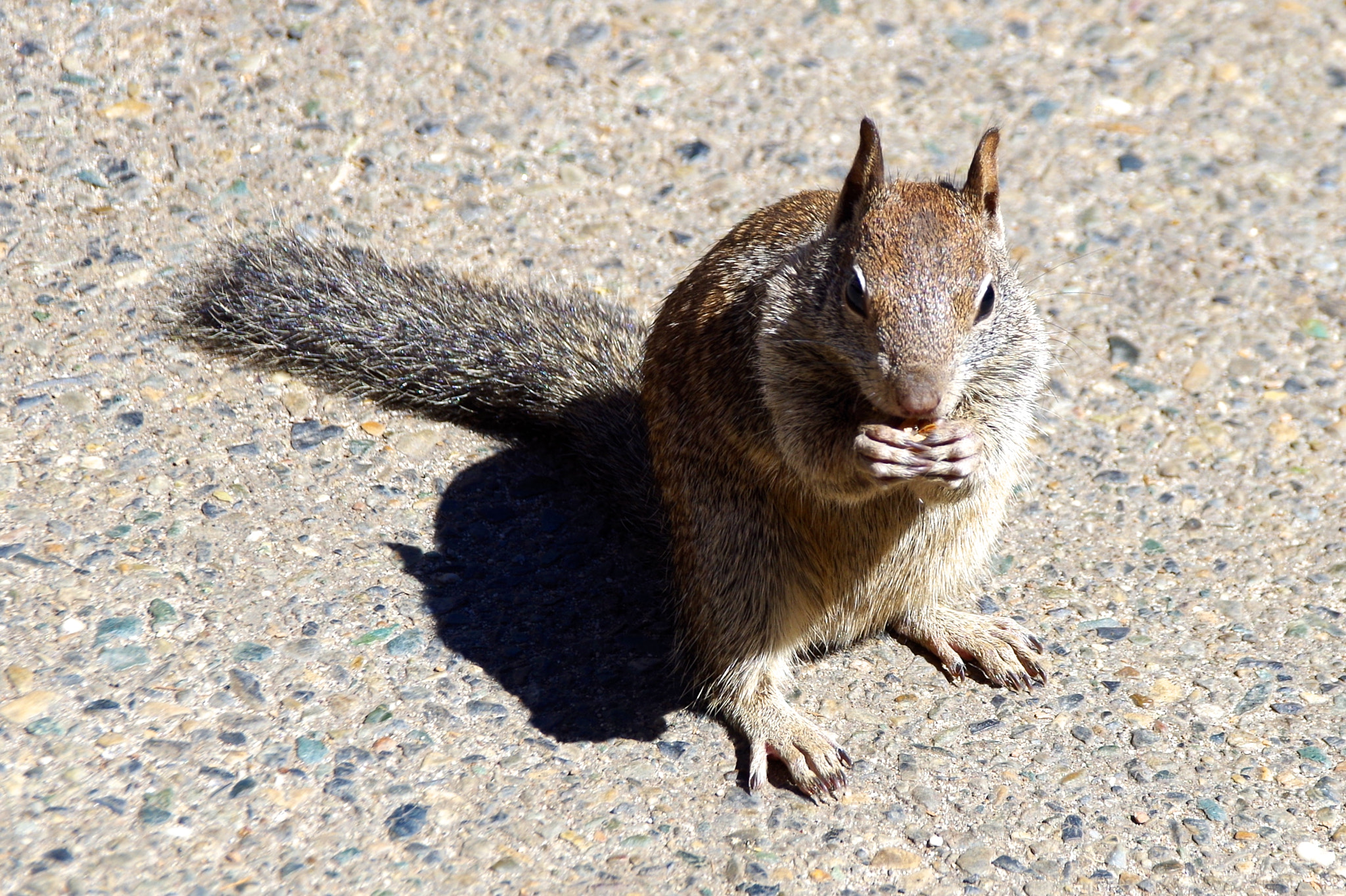 Pentax K-50 + Sigma 18-250mm F3.5-6.3 DC Macro OS HSM sample photo. Squirrel photography