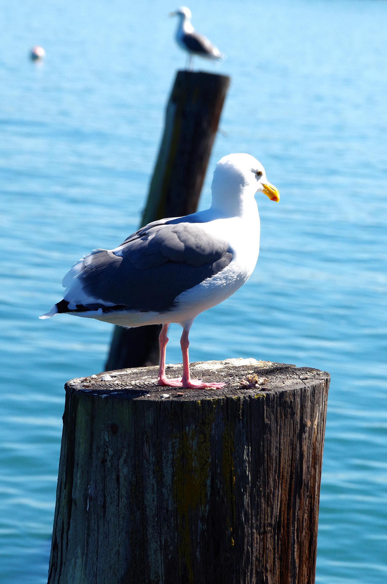 Pentax K-50 + Sigma 18-250mm F3.5-6.3 DC Macro OS HSM sample photo. Seagull photography