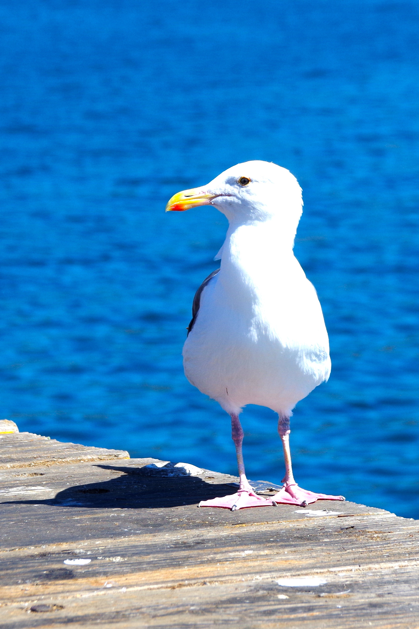 Pentax K-50 sample photo. Seagull photography