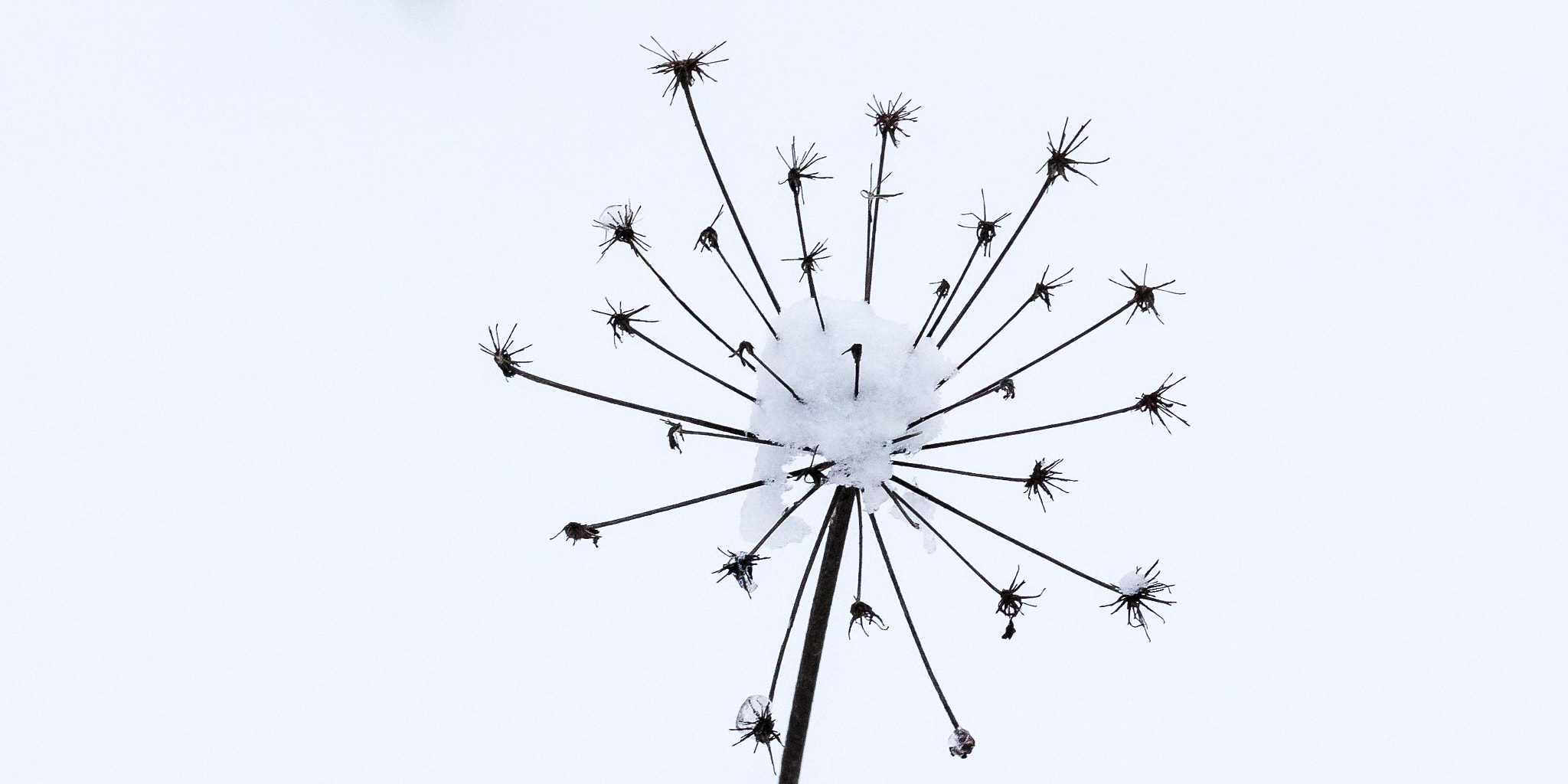 Canon EOS 5DS + Canon EF 200mm F2L IS USM sample photo. Old cow parsley photography