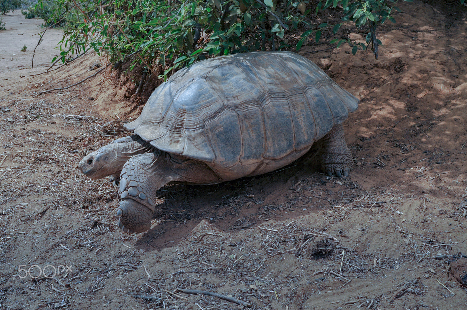 Nikon D300 + Nikon AF Nikkor 28mm F2.8D sample photo. Tortues terrestres (img.5435) photography