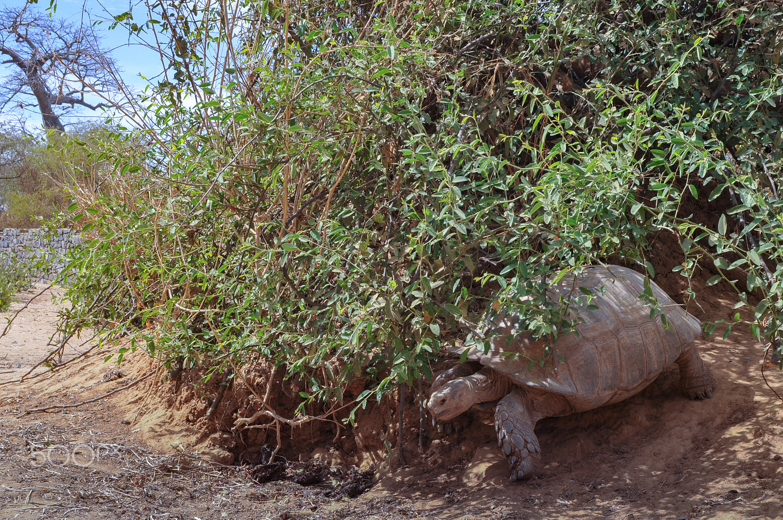 Nikon D300 + Nikon AF Nikkor 28mm F2.8D sample photo. Tortues terrestres (img.5430) photography