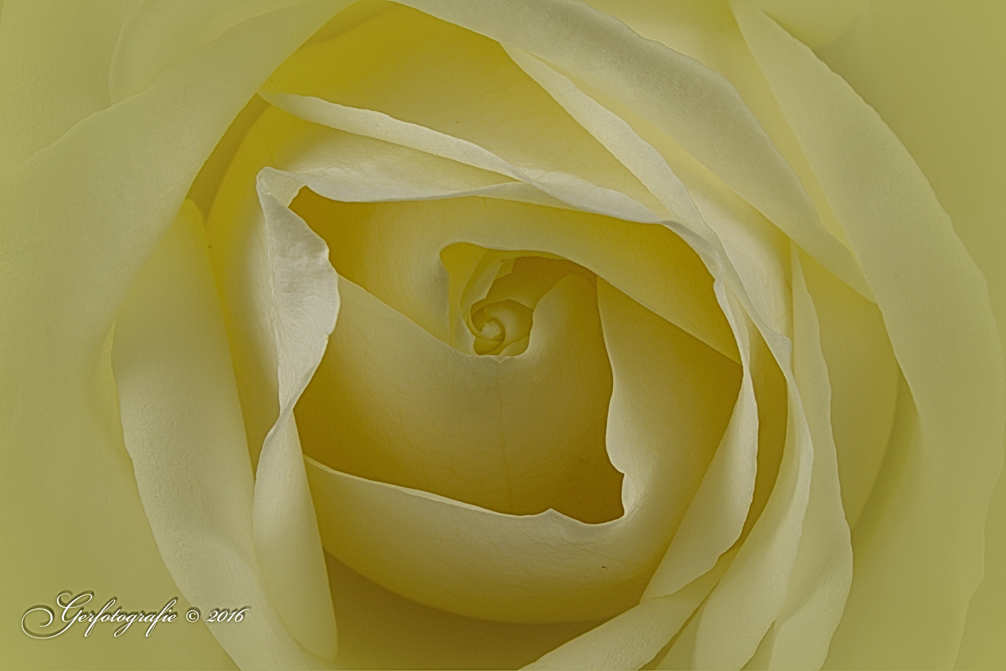 Canon EF-S 18-55mm F3.5-5.6 sample photo. White rose photography