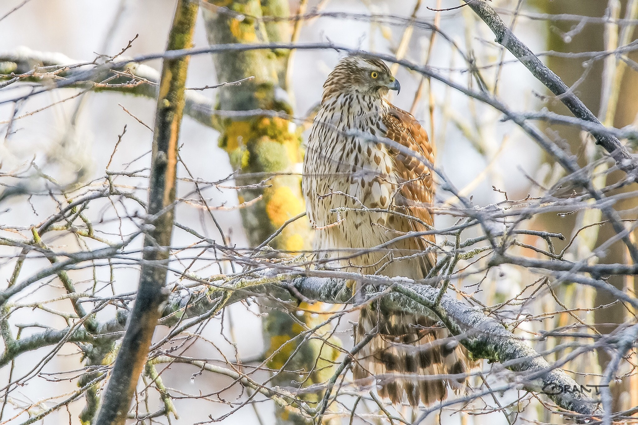 Canon 150-600mm F5-6.3 DG OS HSM | Sports 014 sample photo. Northern goshawk photography