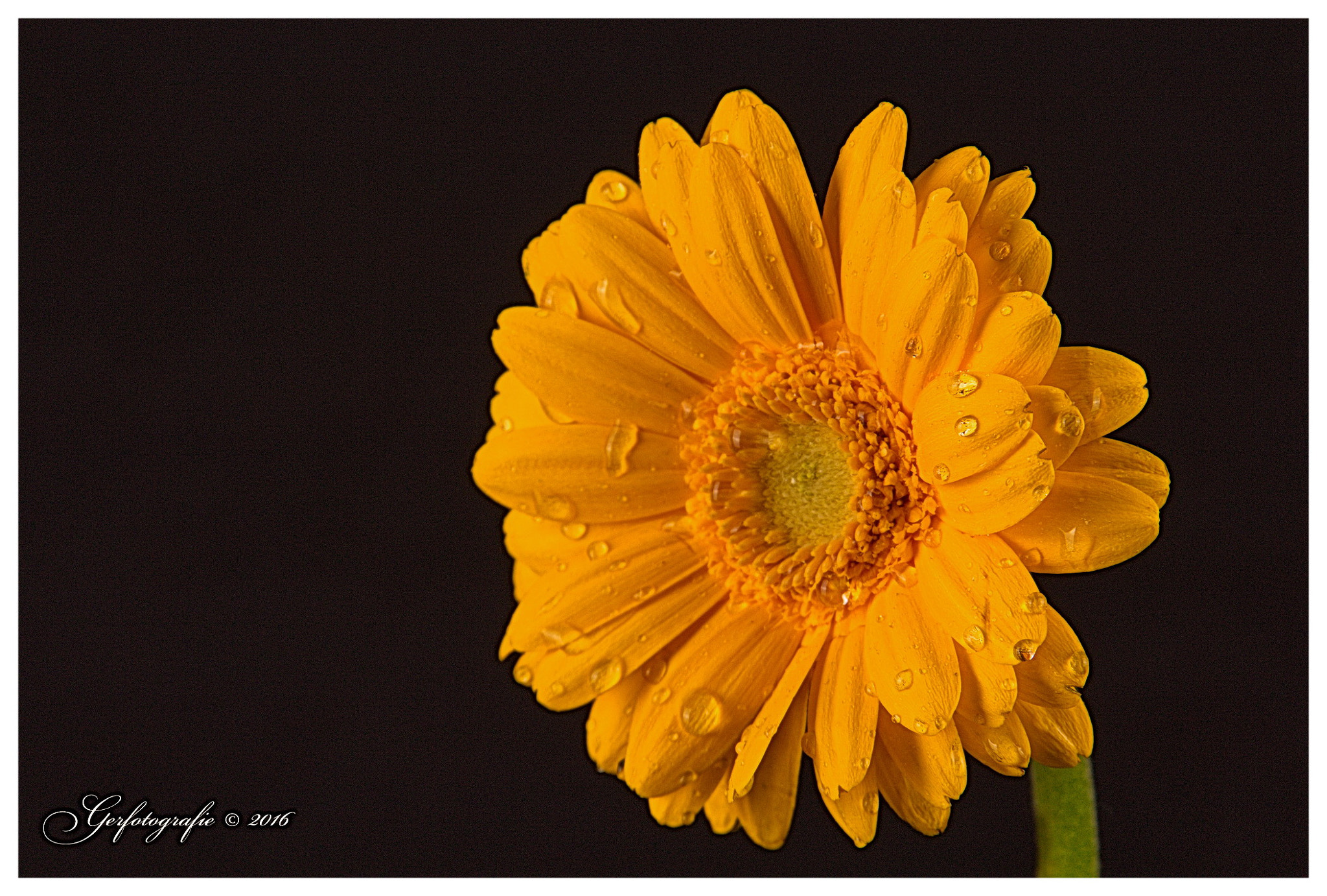 Canon EOS 1200D (EOS Rebel T5 / EOS Kiss X70 / EOS Hi) + Tamron AF 28-300mm F3.5-6.3 XR Di LD Aspherical (IF) Macro sample photo. Yellow gerbera photography