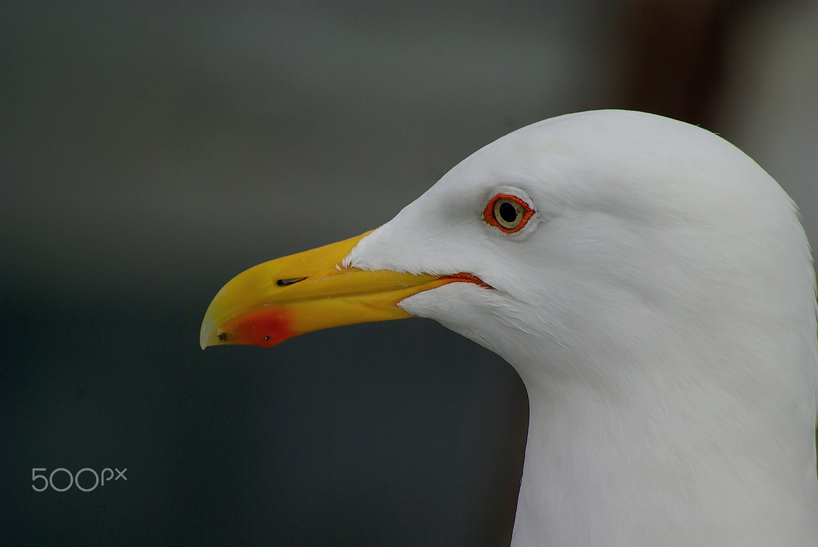 Pentax K10D sample photo. Seagull portrait photography