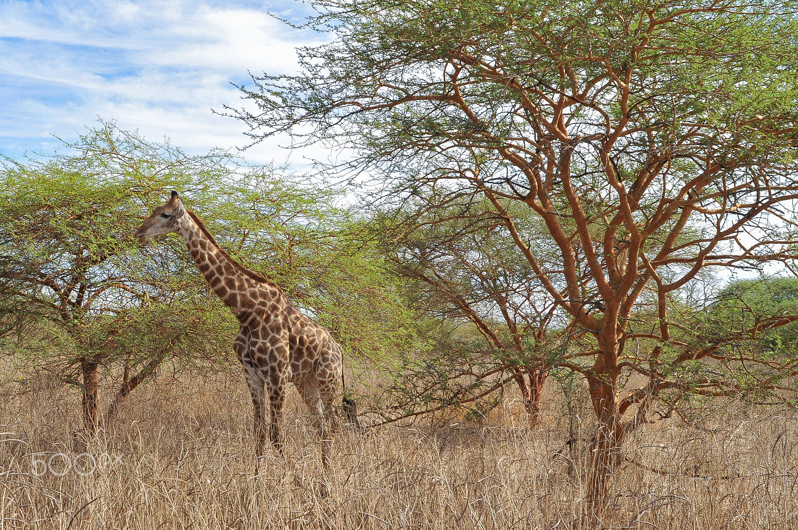 Nikon D300 + Nikon AF Nikkor 28mm F2.8D sample photo. Girafe - réserve de bandia (img.5307) photography