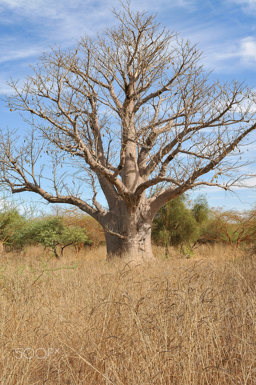 Nikon D300 + Nikon AF Nikkor 28mm F2.8D sample photo. Baobab - réserve de bandia (img.5309) photography