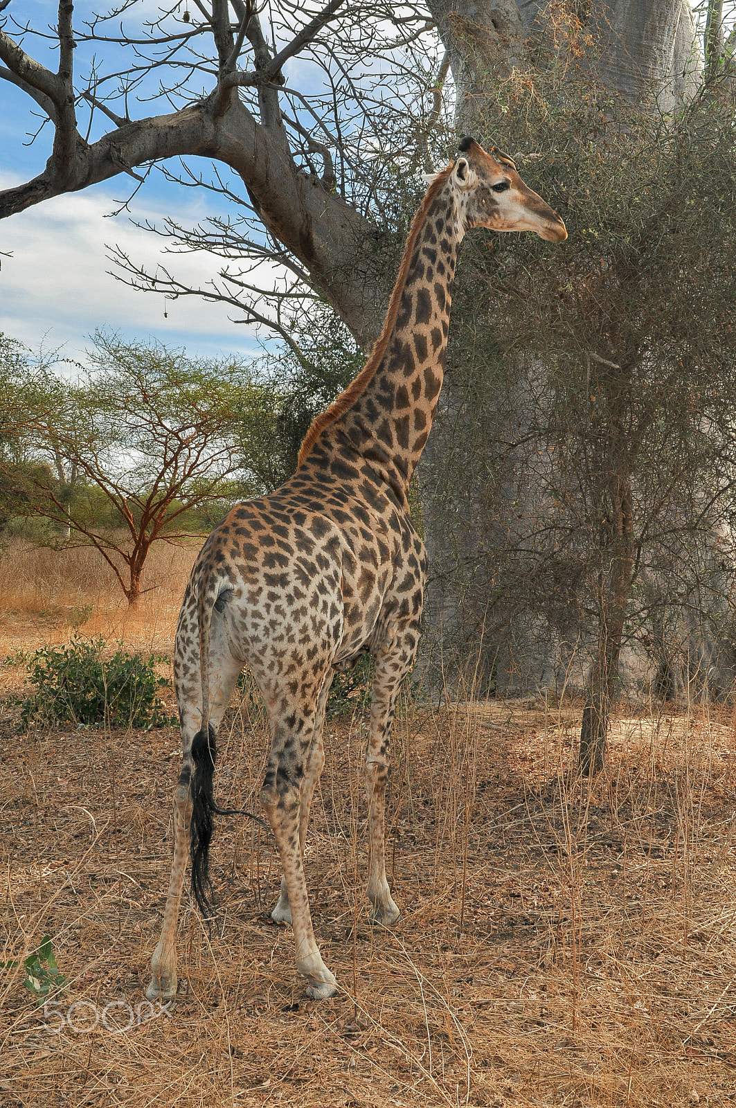 Nikon D300 + Nikon AF Nikkor 28mm F2.8D sample photo. Girafe - réserve de bandia (img.5312) photography