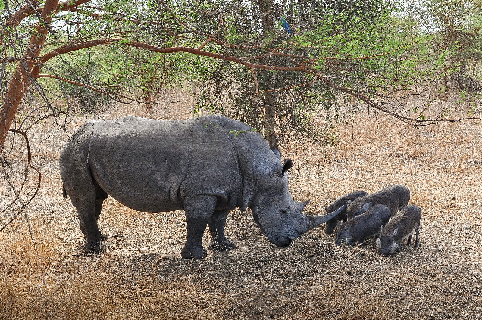 Nikon D300 + Nikon AF Nikkor 28mm F2.8D sample photo. Rhinocéros noir d'afrique - réserve de bandia (img.5329) photography