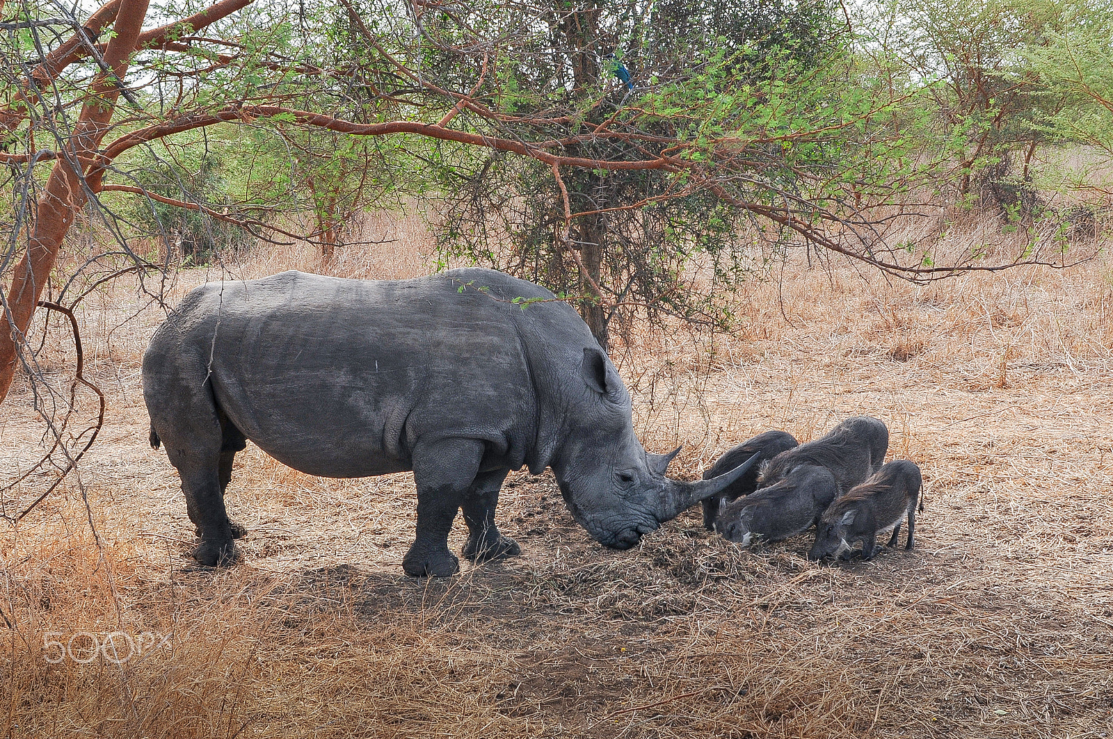 Nikon D300 + Nikon AF Nikkor 28mm F2.8D sample photo. Rhinocéros noir d'afrique - réserve de bandia (img.5330) photography