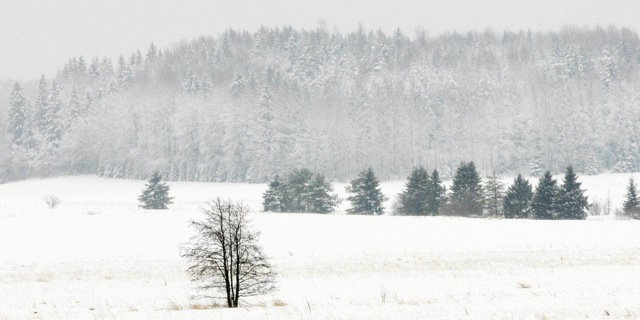 Canon EOS 5DS + Canon EF 200mm F2L IS USM sample photo. Winter photography