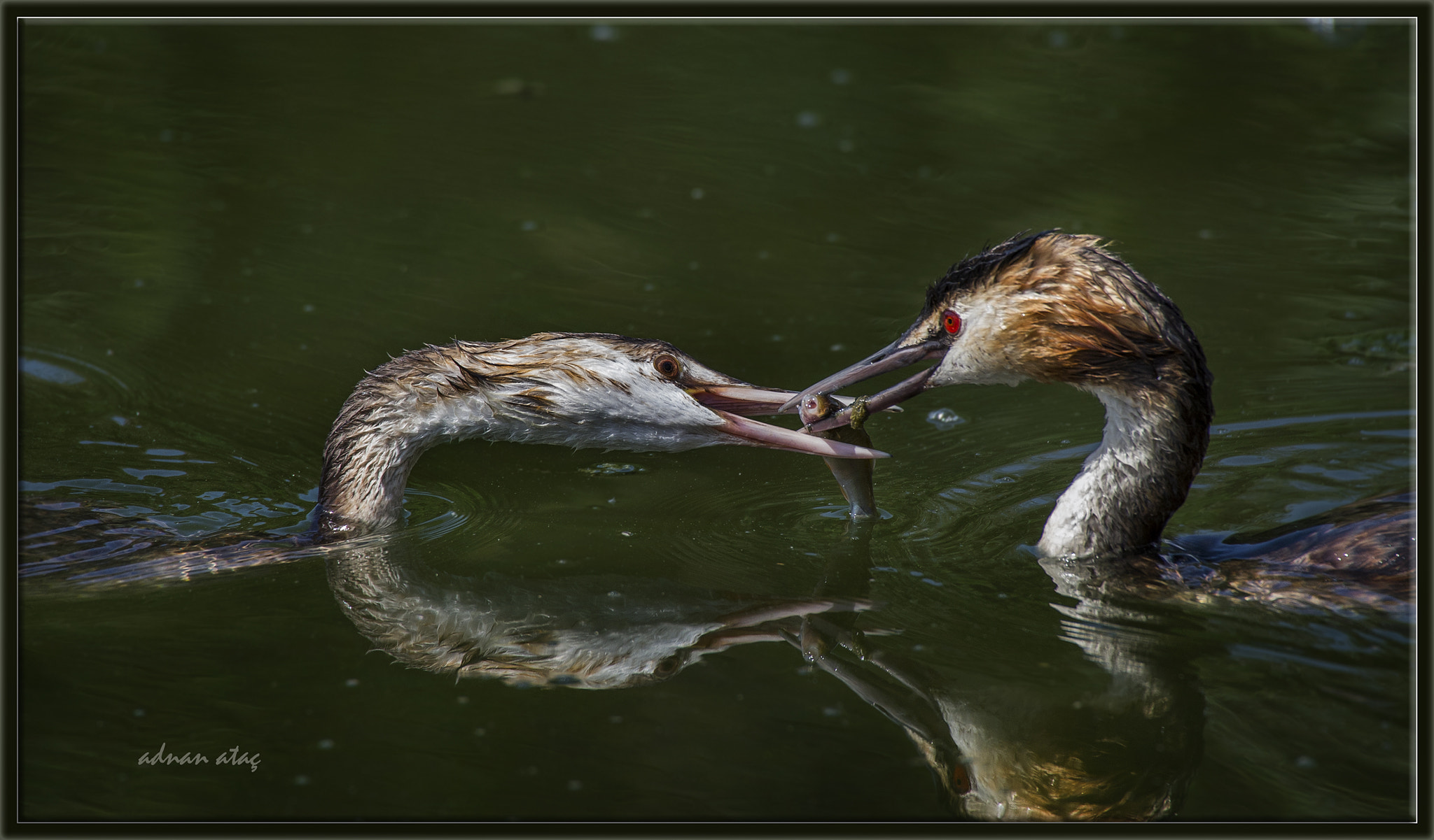 Sigma 50-500mm F4.5-6.3 DG OS HSM sample photo. Bahri - great crested grebe - podiceps cristatus photography