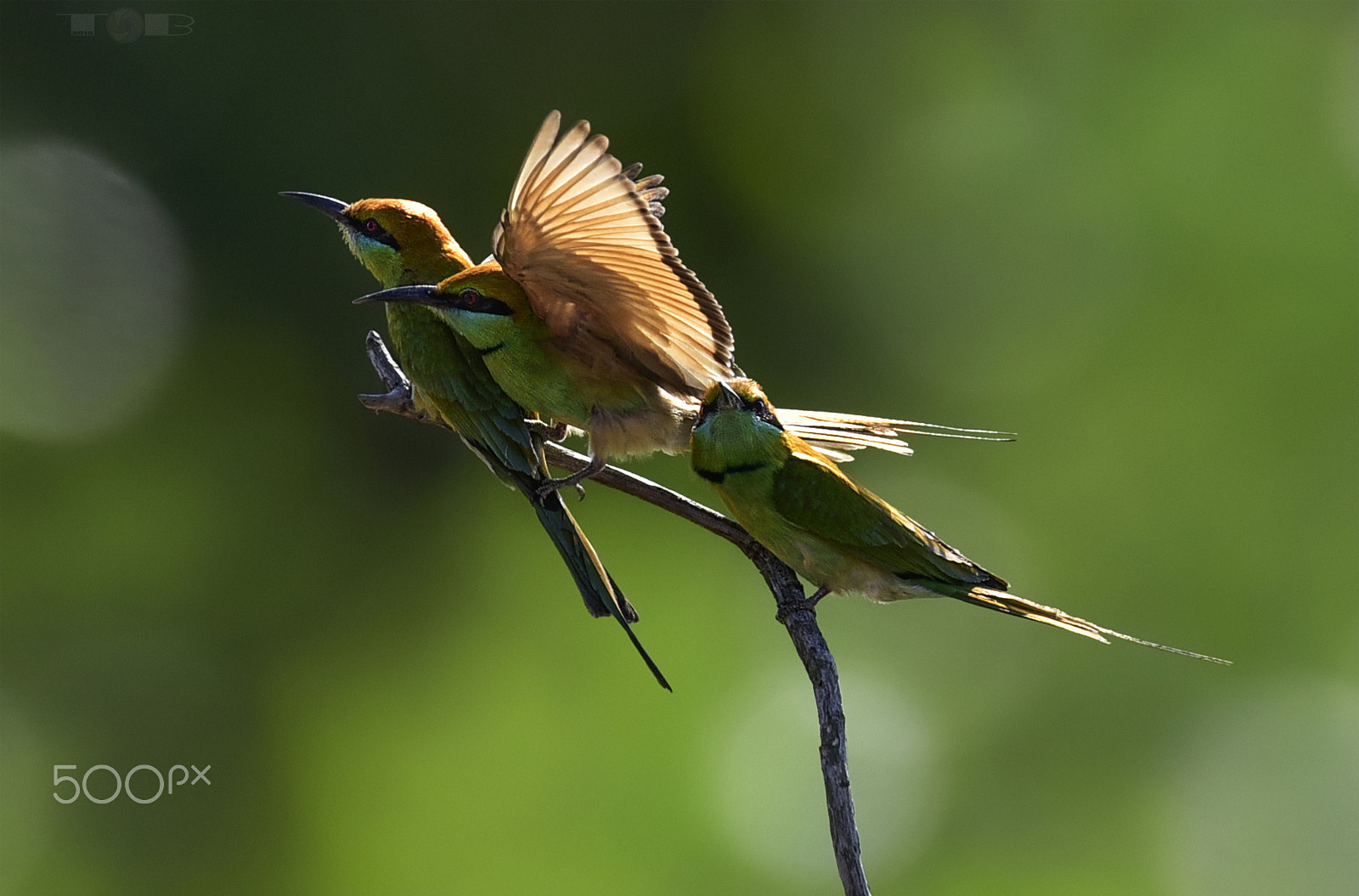 Nikon AF-S Nikkor 600mm F4D ED-IF II sample photo