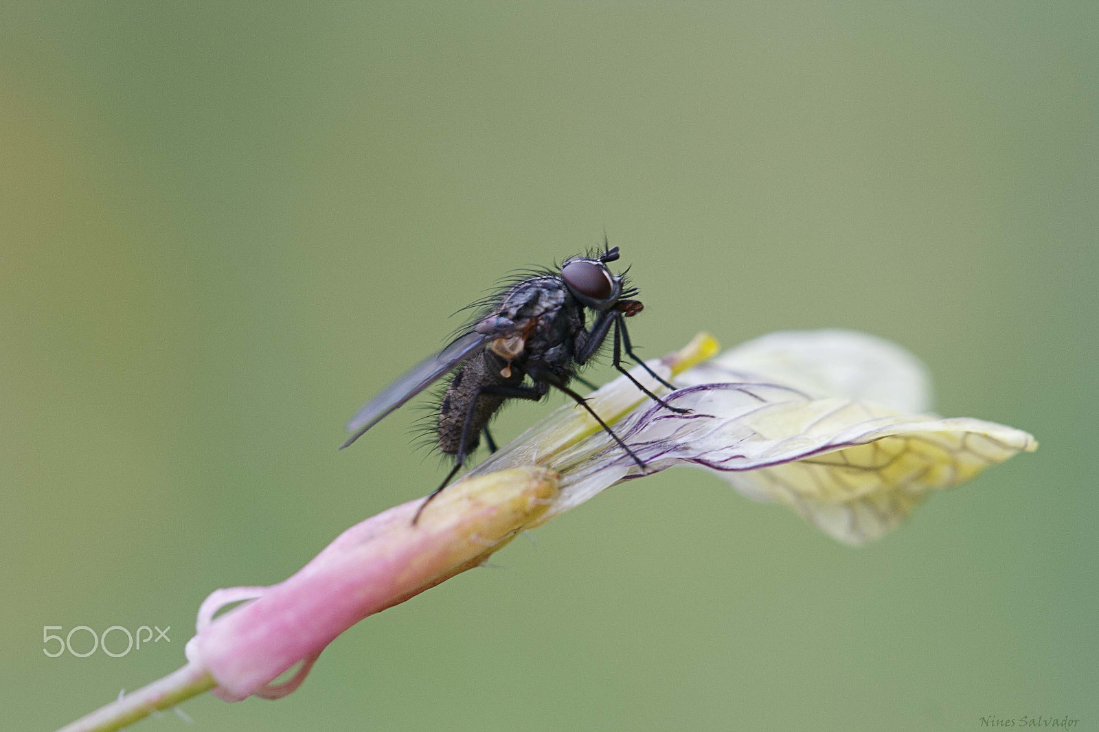 Canon EOS 1000D (EOS Digital Rebel XS / EOS Kiss F) + Canon EF 100mm F2.8L Macro IS USM sample photo. The fly!:) photography