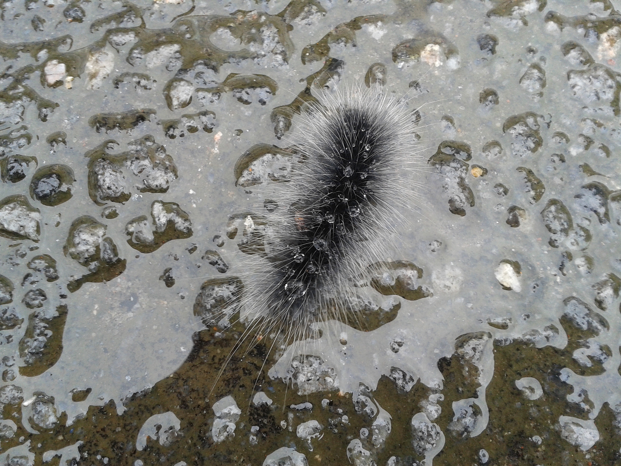 Samsung Galaxy S DUOS sample photo. Caterpiller photography