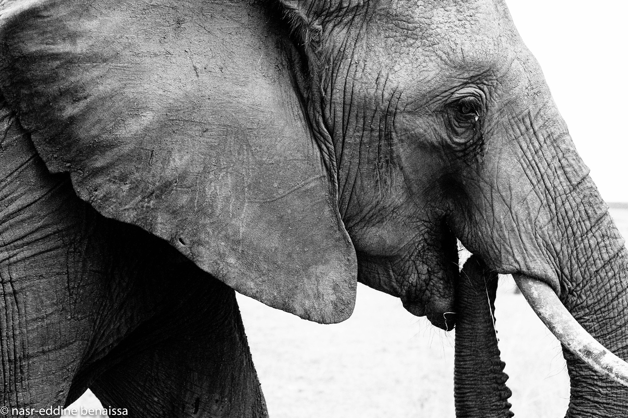 Nikon D3S + Nikon AF-S Nikkor 70-300mm F4.5-5.6G VR sample photo. Elephant portrait (of ) photography