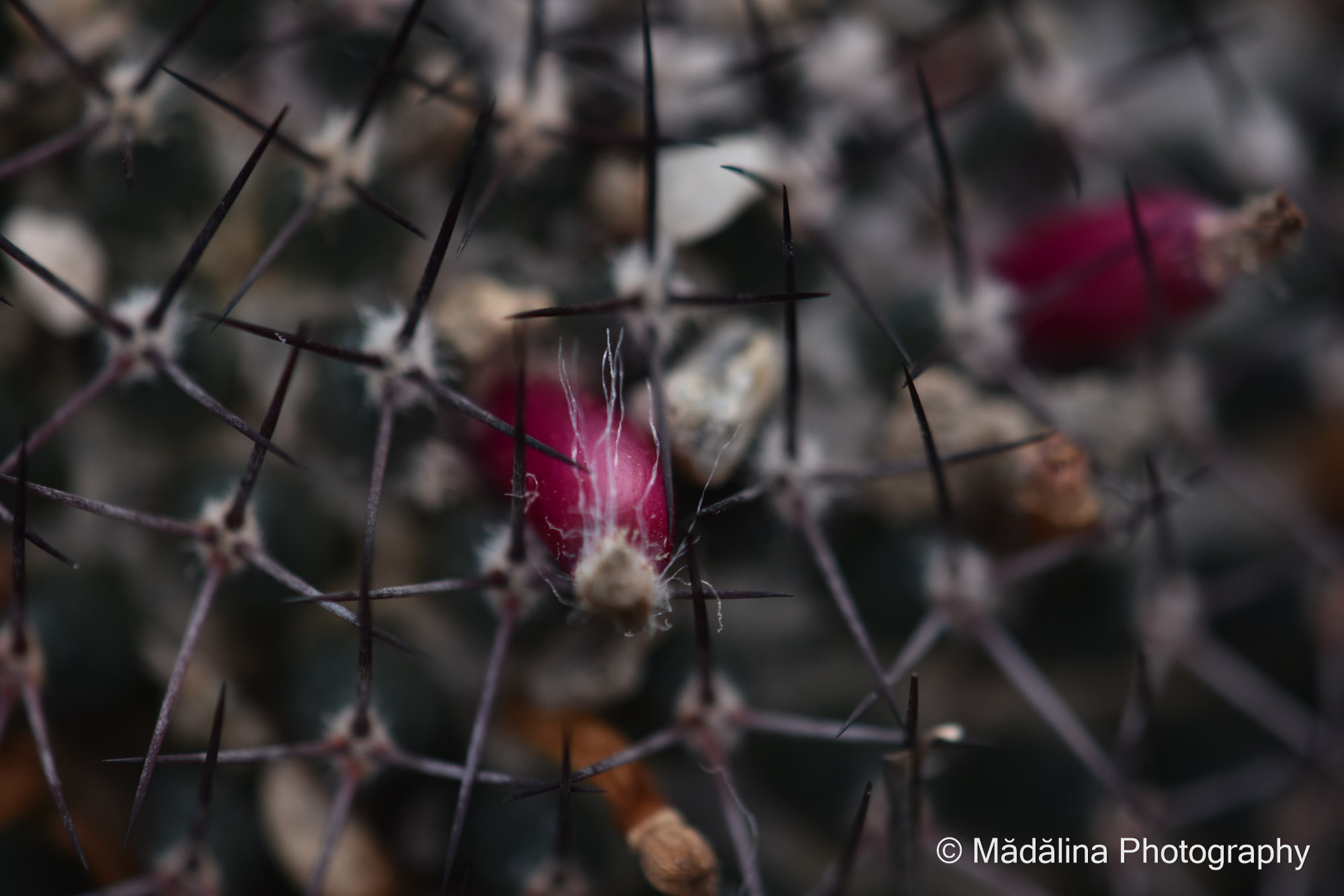 AF Zoom-Nikkor 28-100mm f/3.5-5.6G sample photo. Through needles we reach beauty photography