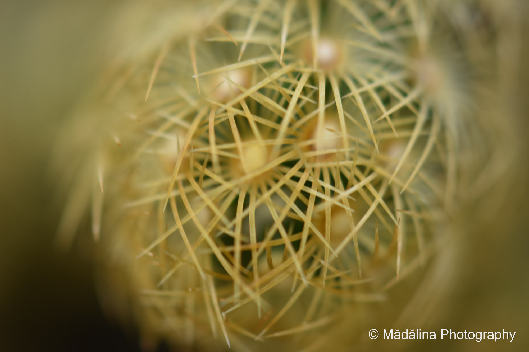 Nikon D7200 + Sigma 50mm F1.4 DG HSM Art sample photo. Beauty in action photography