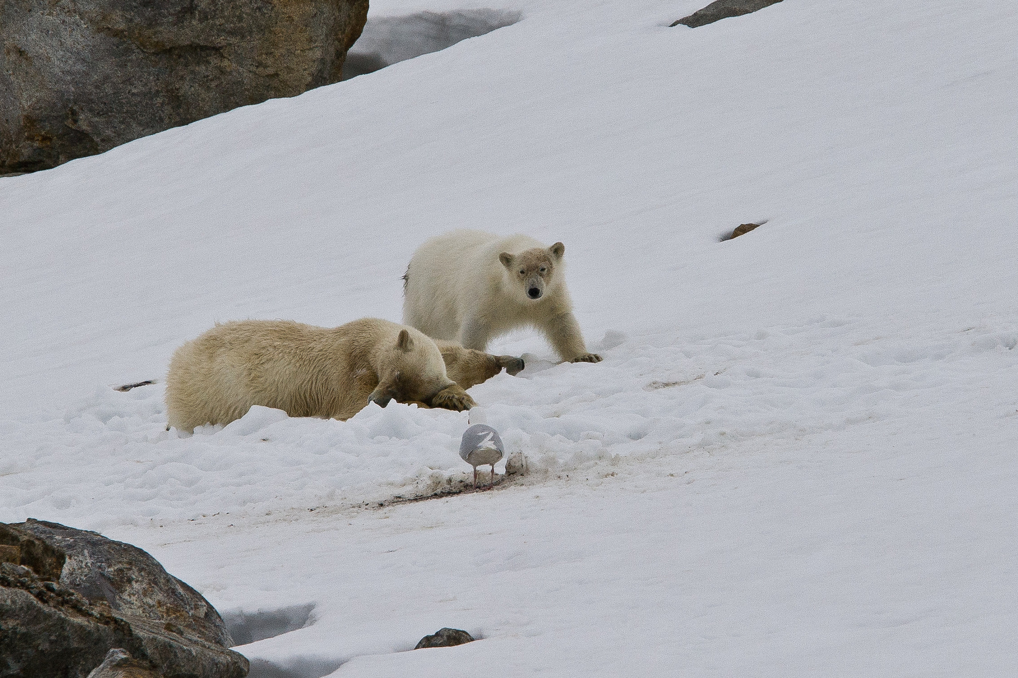 Canon EF 70-200mm F4L IS USM sample photo. Polarbear photography