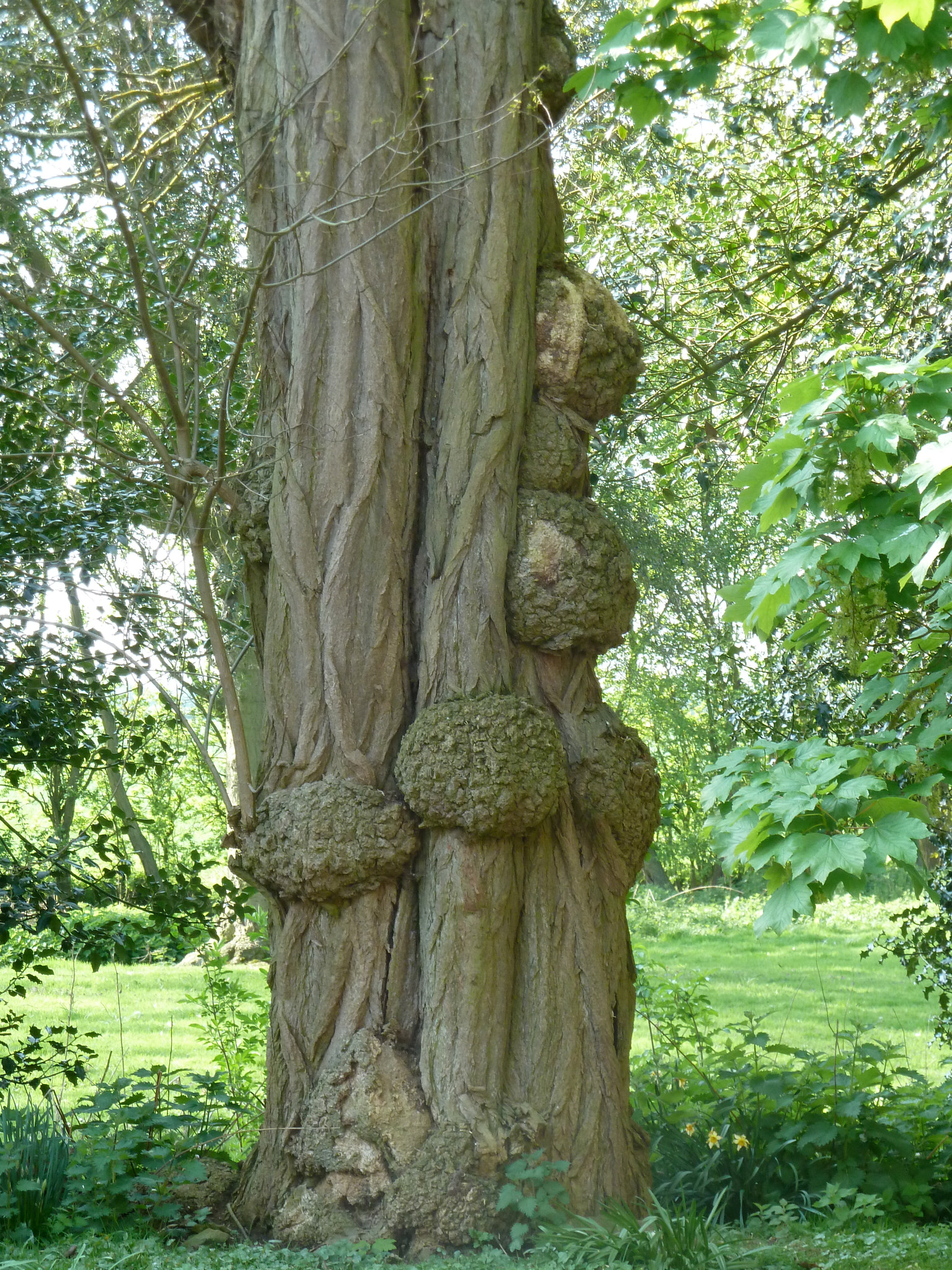 Leica V-Lux 20 sample photo. Tree photography