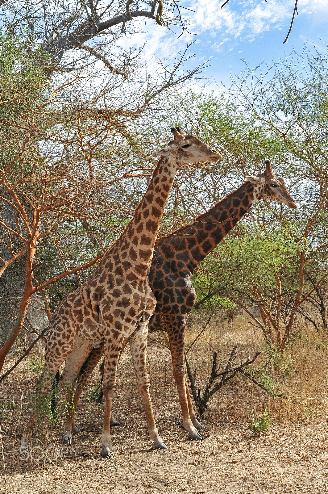 Nikon D300 + Nikon AF Nikkor 28mm F2.8D sample photo. Girafe - réserve de bandia photography