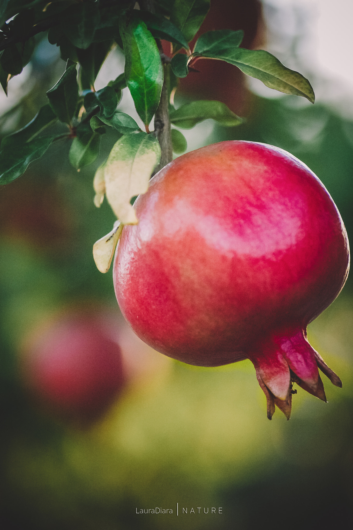 Canon EOS 40D + Tamron SP AF 90mm F2.8 Di Macro sample photo. Pomegranate photography